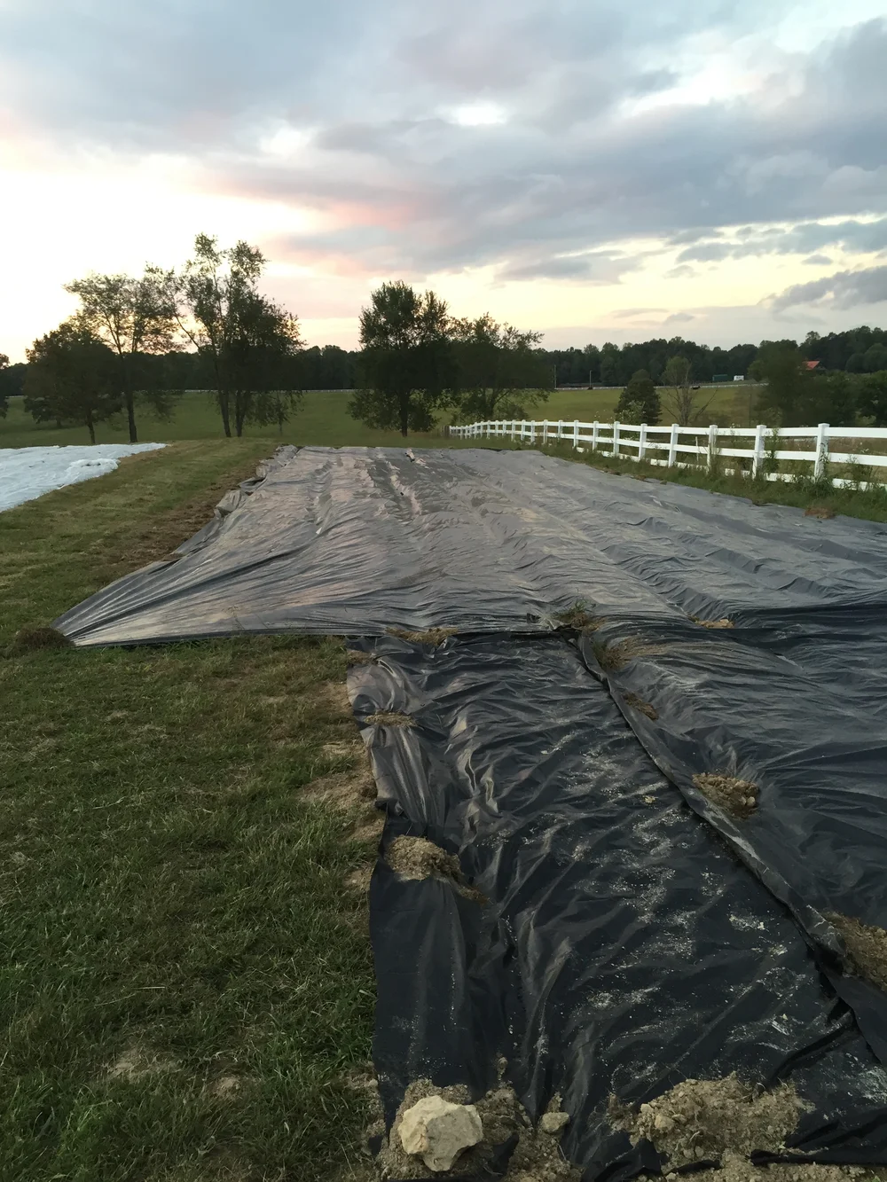 Using tarps to demolish weed seed for spring. 