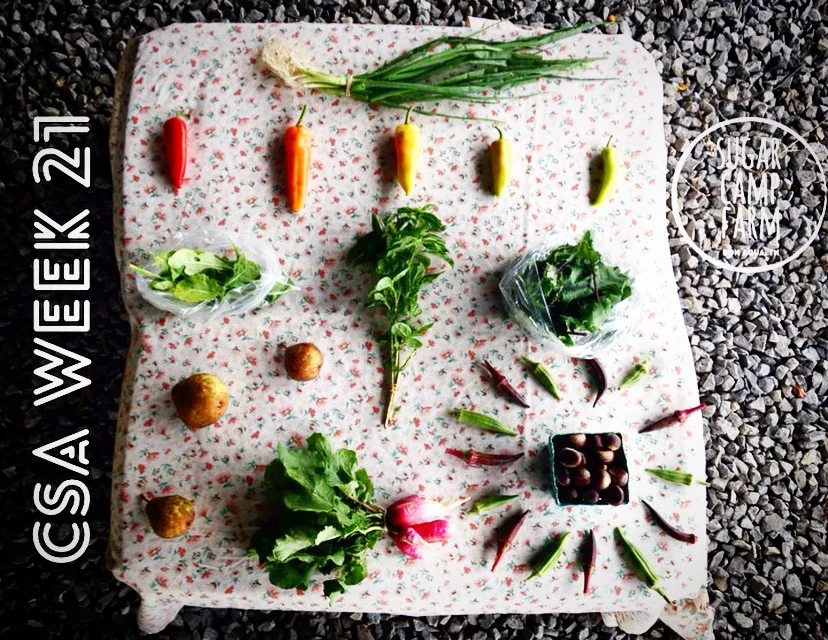  A bunch of green onions, optional hot peppers, optional eggplant, arugula, basil, baby kale, 1 lb pears, one bunch radishes, 0.5-1 lb okra, 1 pint chestnuts!