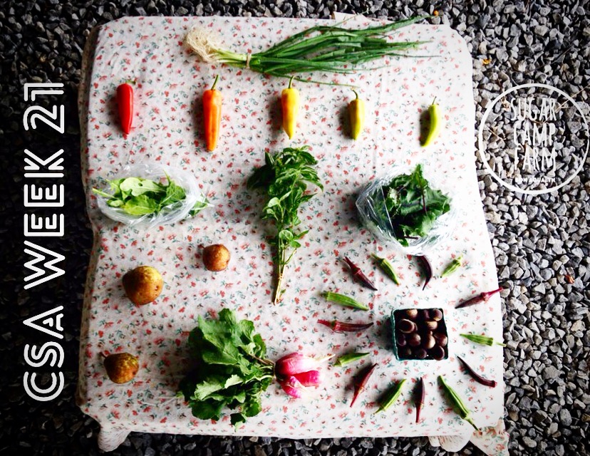  A bunch of green onions, optional hot peppers, optional eggplant, arugula, basil, baby kale, 1 lb pears, one bunch radishes, 0.5-1 lb okra, 1 pint chestnuts!