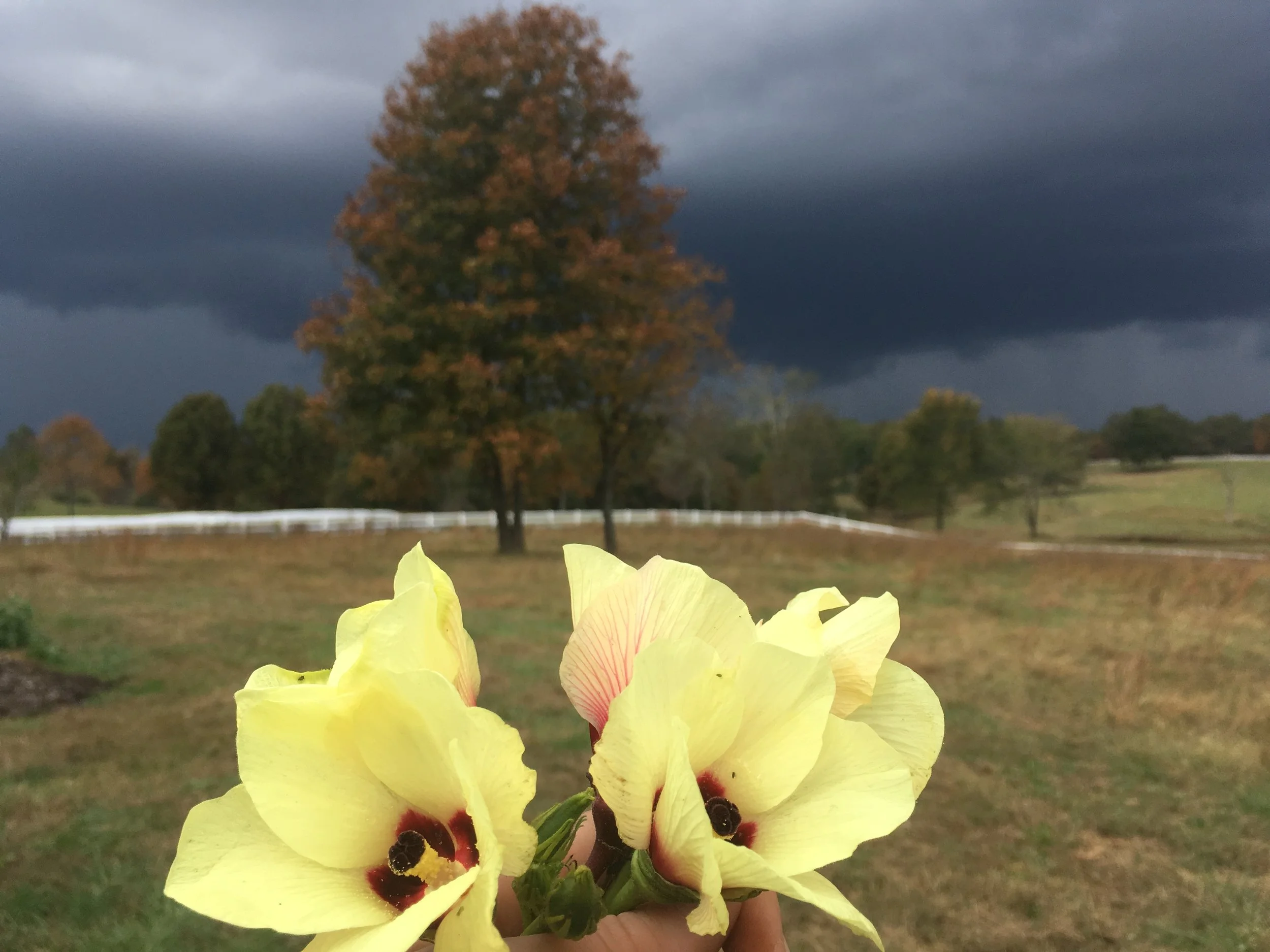 Okra flowers before the storm!