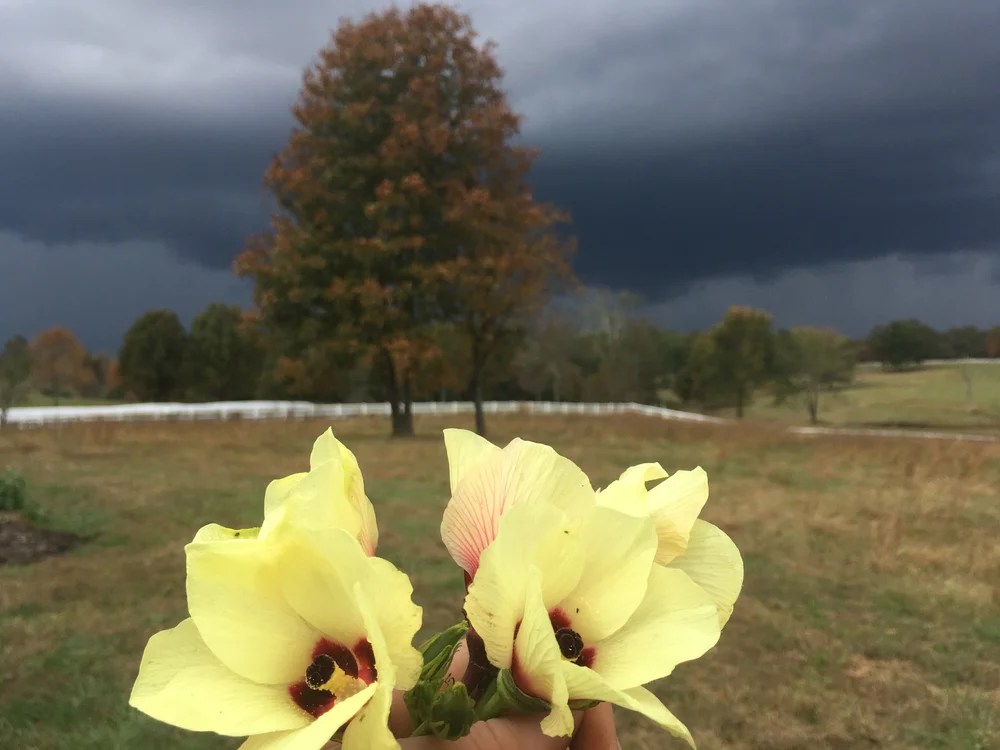 Okra flowers before the storm!