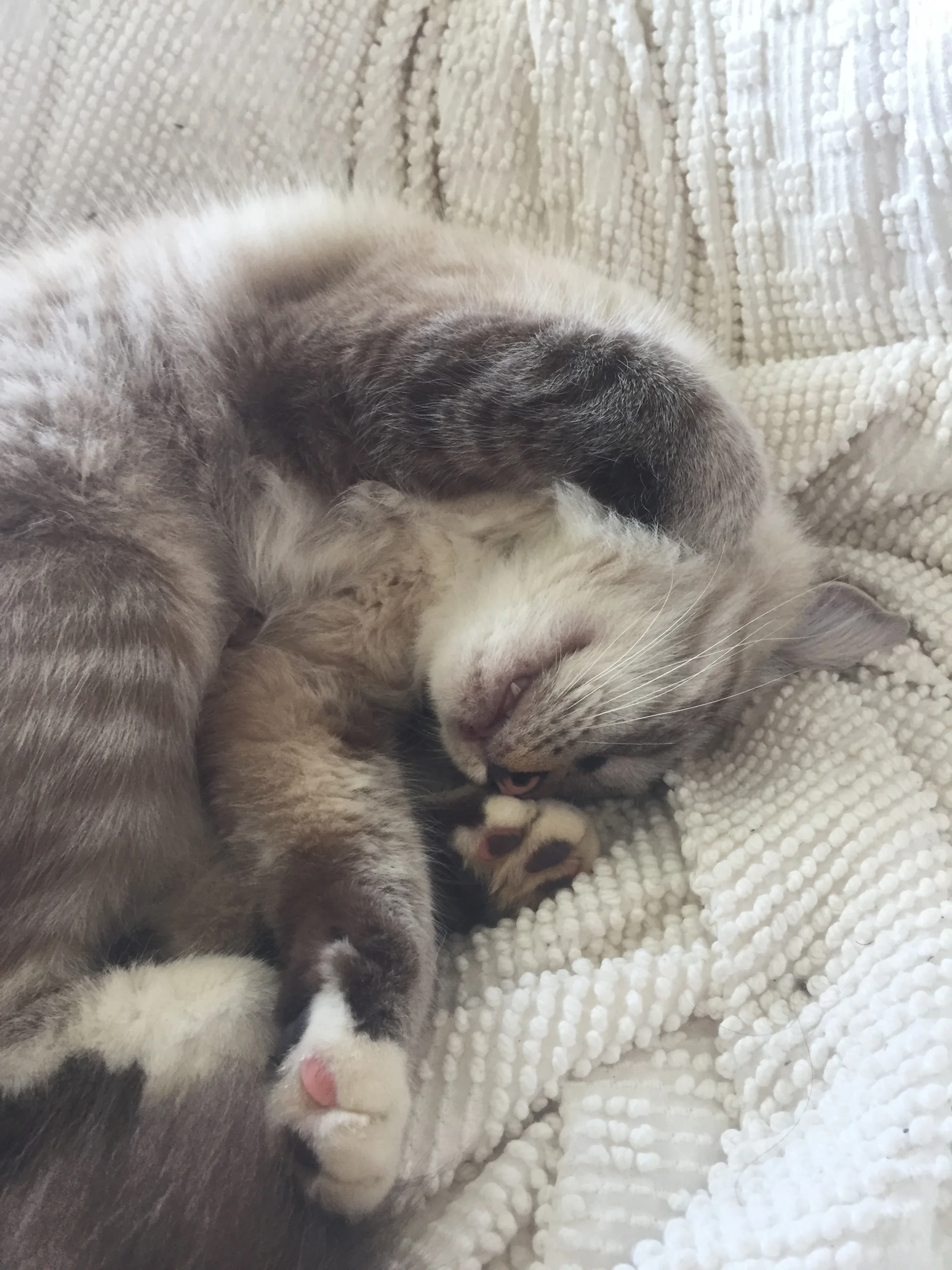 Stormy the king of weird sleeping positions! 