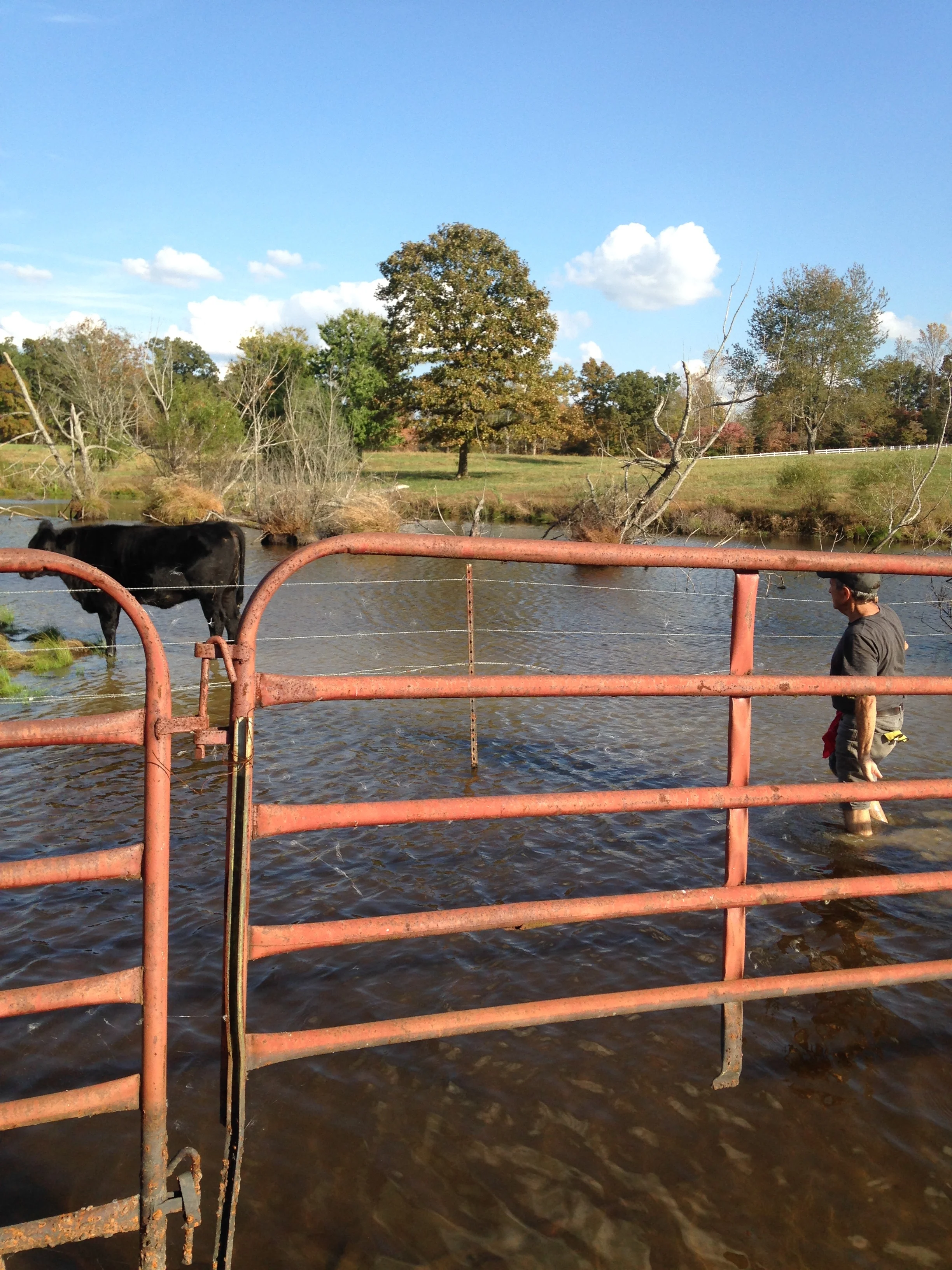 Tony pulled his shoes off and pushed this cow out of the pond when it got out of it's paddock! Silly cow! 