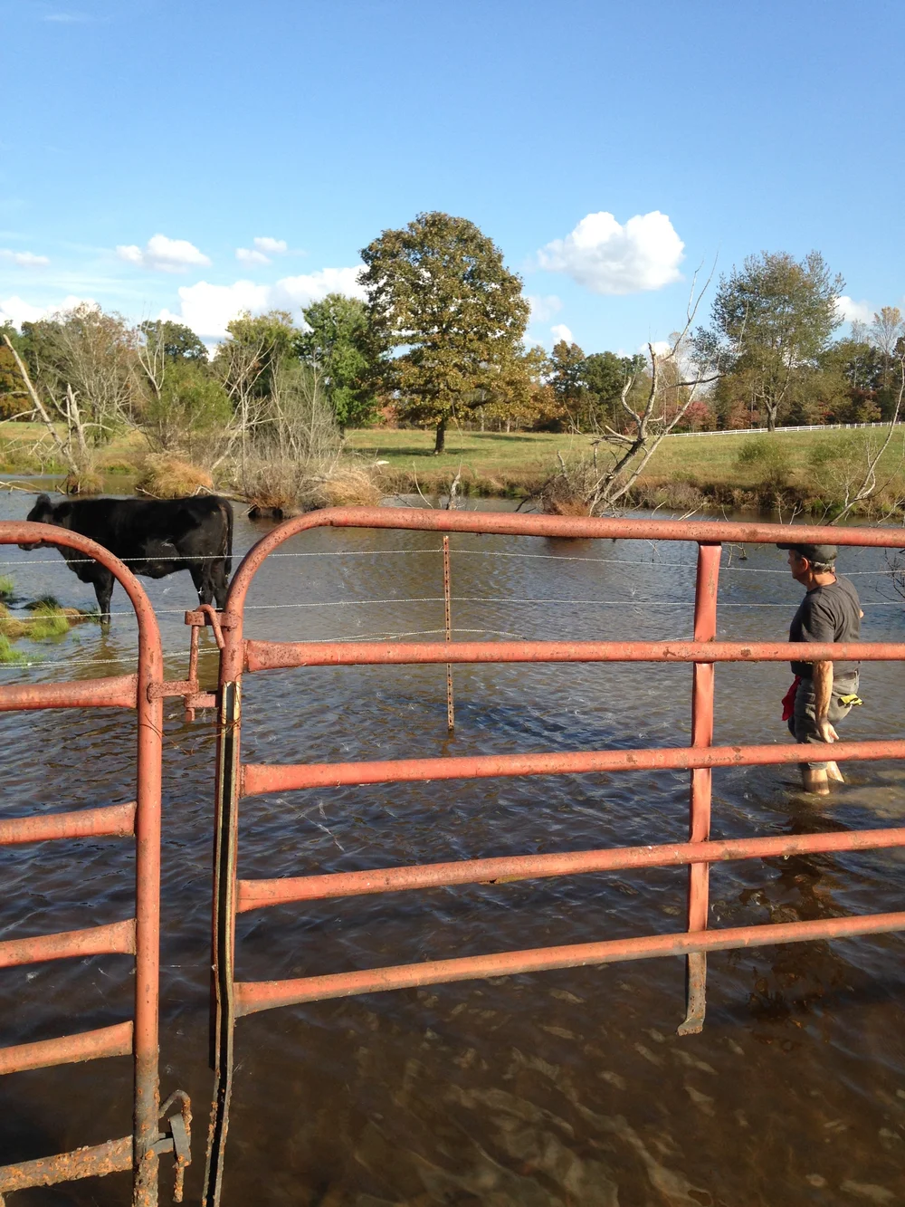 Tony pulled his shoes off and pushed this cow out of the pond when it got out of it's paddock! Silly cow! 