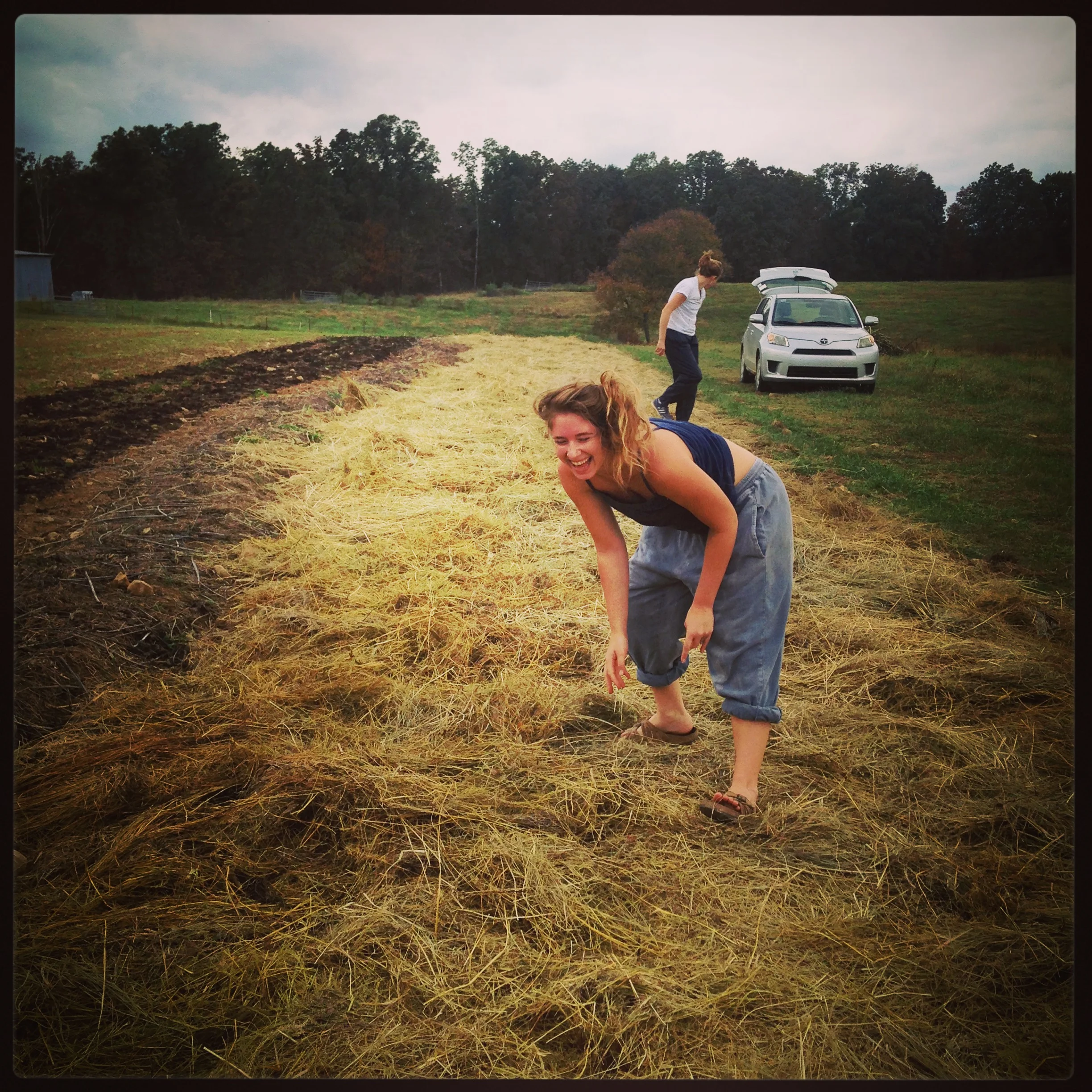 Mulching the garlic! 