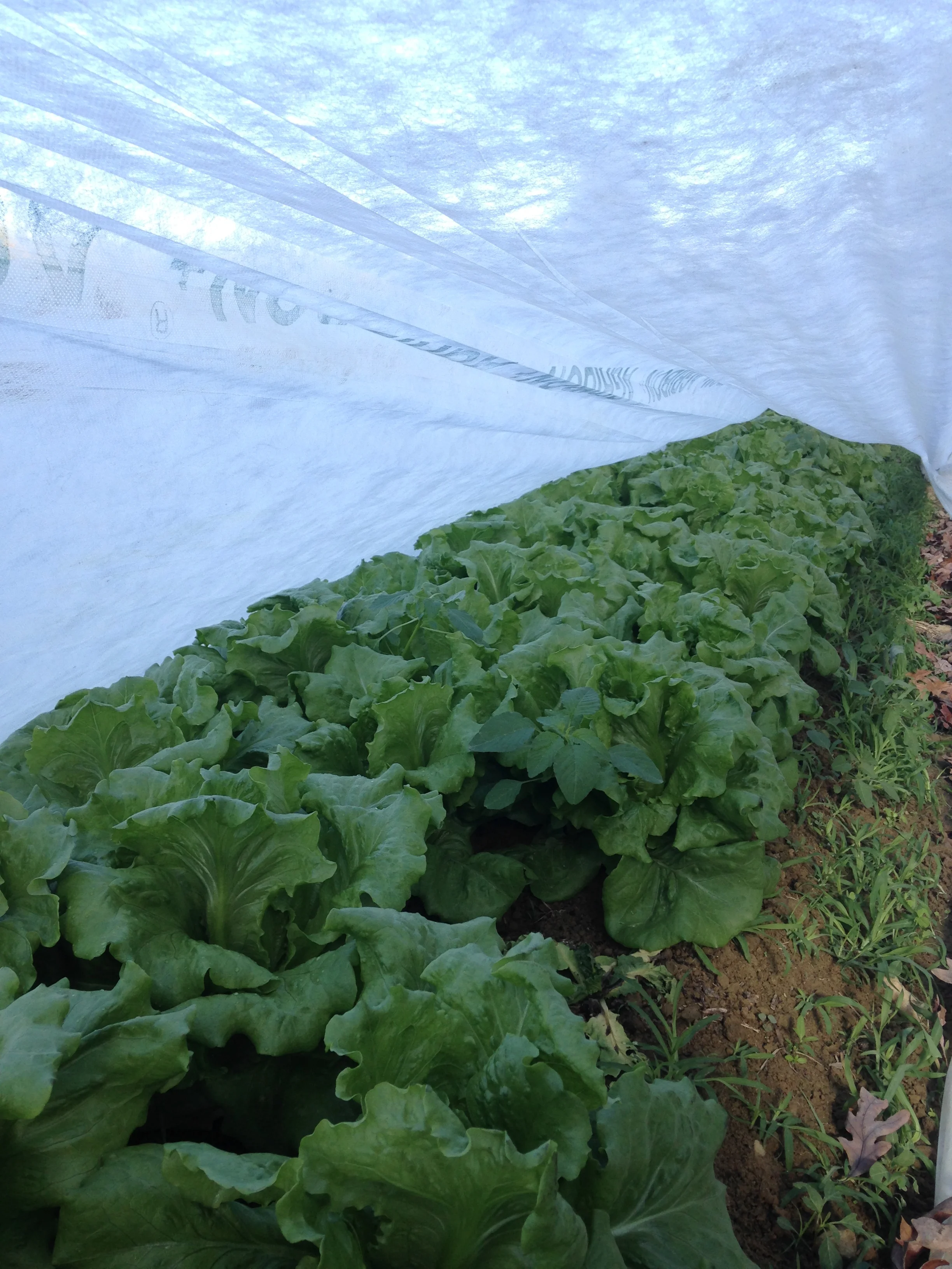 head lettuce! Looking good! 