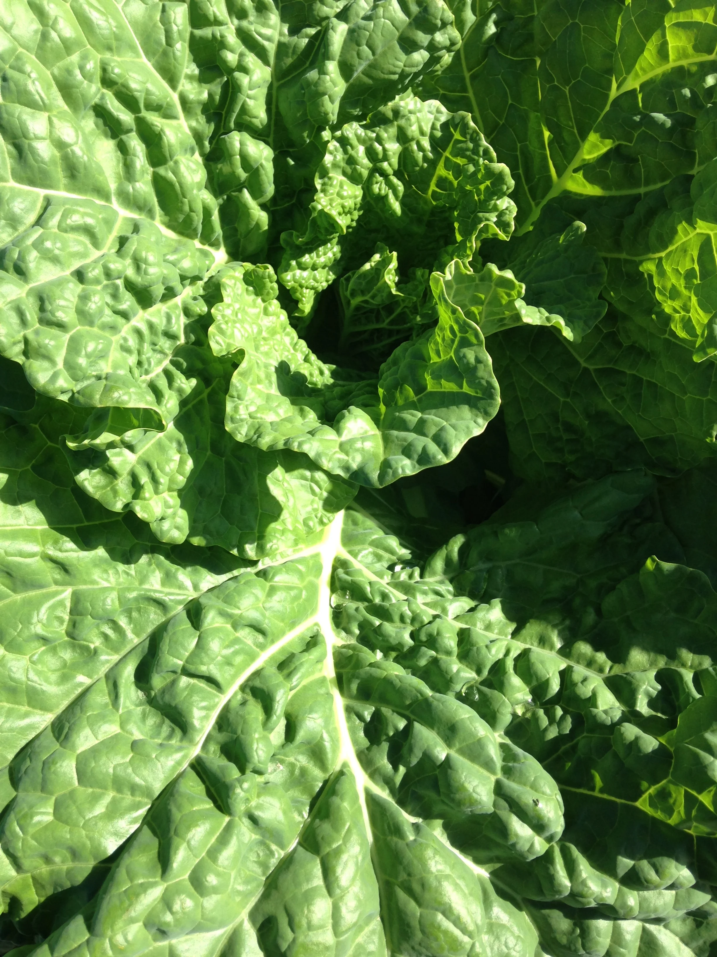 Cabbage should be ready sooN! 