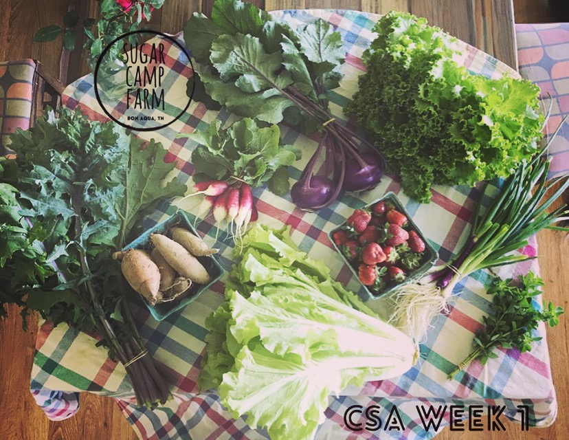 Red Russian Kale, Sweet potatoes, french breakfast radishes, an Asian Cabbage (either Tokyo Bekana or Napa, Kohlrabi, strawberries, Bergam's Green Head Lettuce, Green onions, and a fresh herb (your choice between oregano and mint!). 