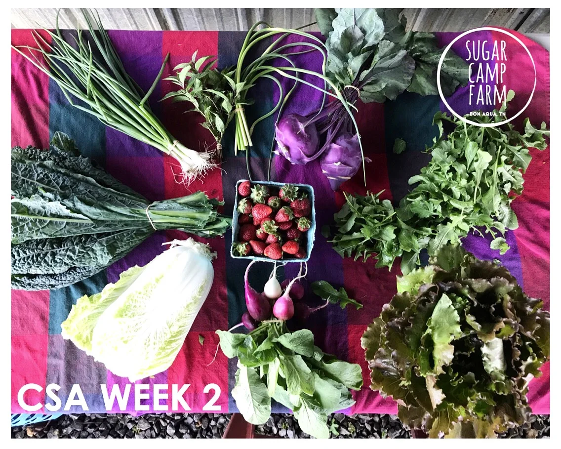 Strawberries, Toscano Kale, Green Onions, Fresh Herbs, Garlic Scapes, Kohlrabi, Arugula, Head Lettuce, Easter Egg Radishes, Napa Cabbage (Optional)