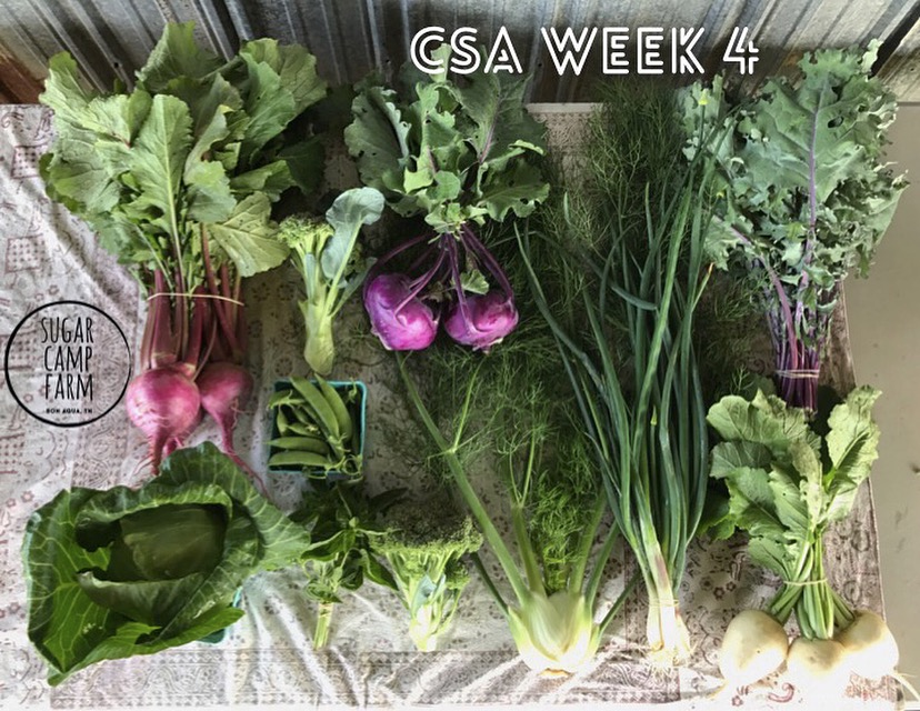 Scarlet Queen Turnips, Broccoli, Kohlrabi, fennel, Green onions, Kale, Cabbage, Sugar Snap Peas, Hakurei Turnips, Basil! 
