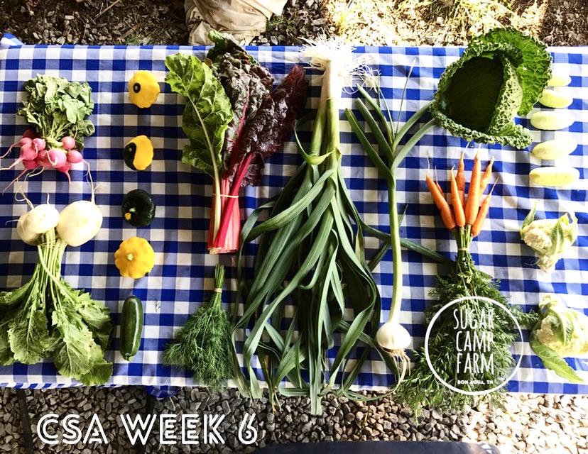 Radishes, turnips, summer squash, swiss chard, dill, leeks, fresh garlic, carrots, cabbage, cucumbers, and cauliflower! We may even slip in a little tomato for each of you if we have enough. 