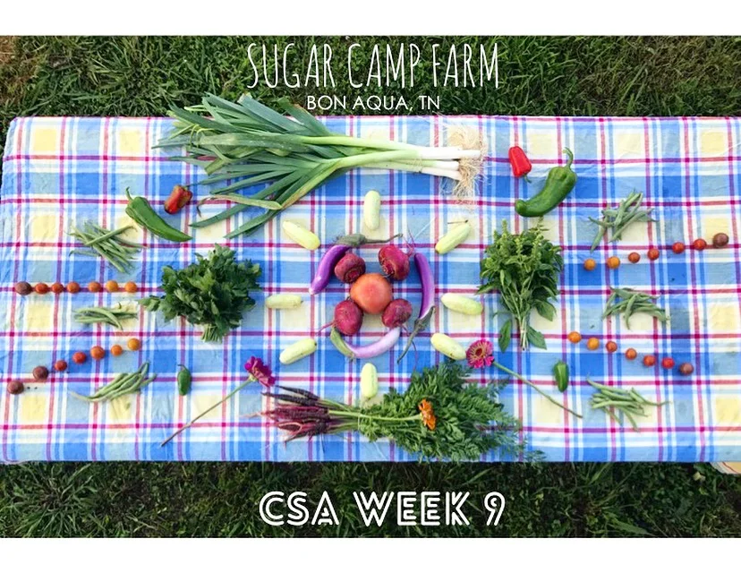 Green Beans or Squash (If you don't get them this week, you'll get them next week!), green peppers, cherry tomatoes, leafy celery, jalapenos, cucumbers, zinnias, purple carrots, topless scarlet queen turnips, eggplant, a bunch of slightly ugly basil…