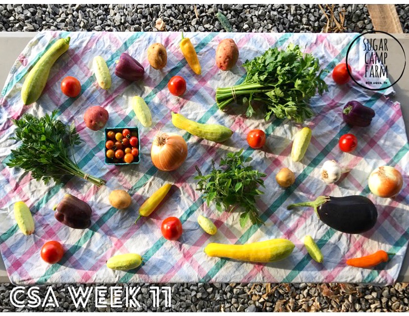 Peppers, cucumbers, summer squash, potatoes, celery, eggplant, cherry tomatoes, parsley, holy basil, tomatoes, onions, garlic, Hungarian hot wax peppers. If we are low on any item during the week we may replace it with green beans. This most likely won't happen, just want to prepare you in case you have certain plans for a meal. 