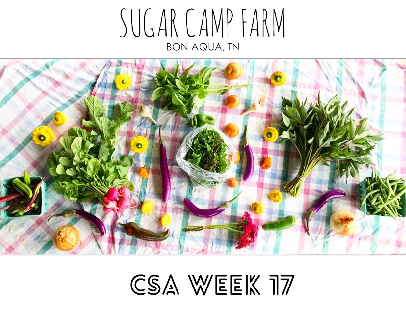 CSA week 17!! Okra, summer squash, pink beauty radishes, onions, eggplant, peppers, hot peppers, basil, mixed baby greens, not quite ripe tomatoes, flowers, sweet potato greens, garlic, green beans!