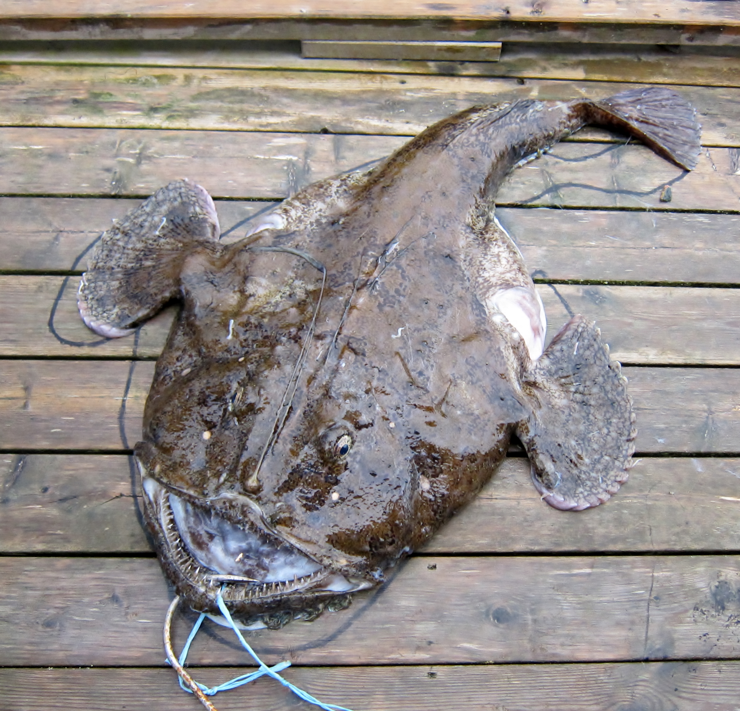 2014-08-04 Fiskebilder 005.JPG