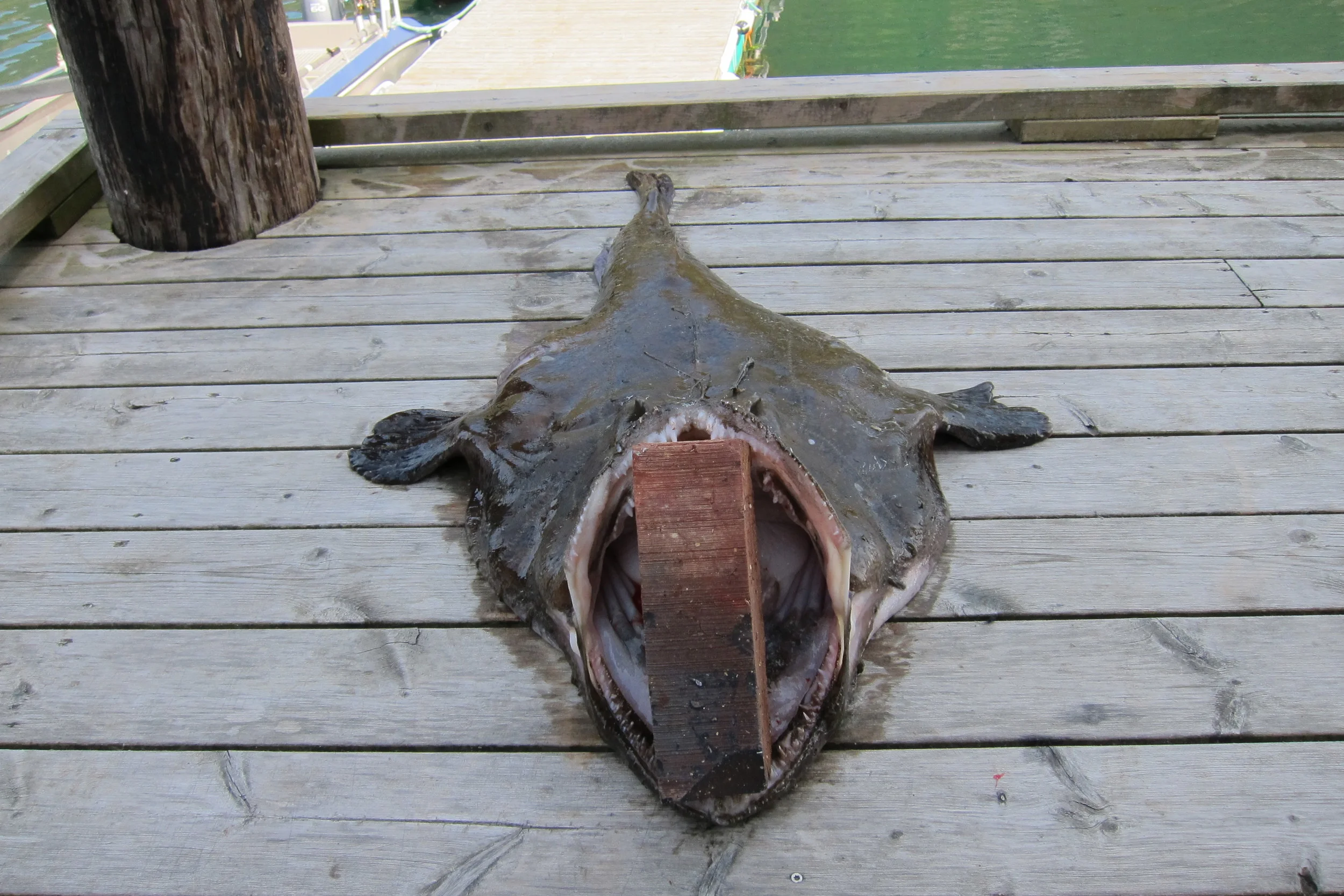 2014-05-29 Fiskebilder 002.JPG