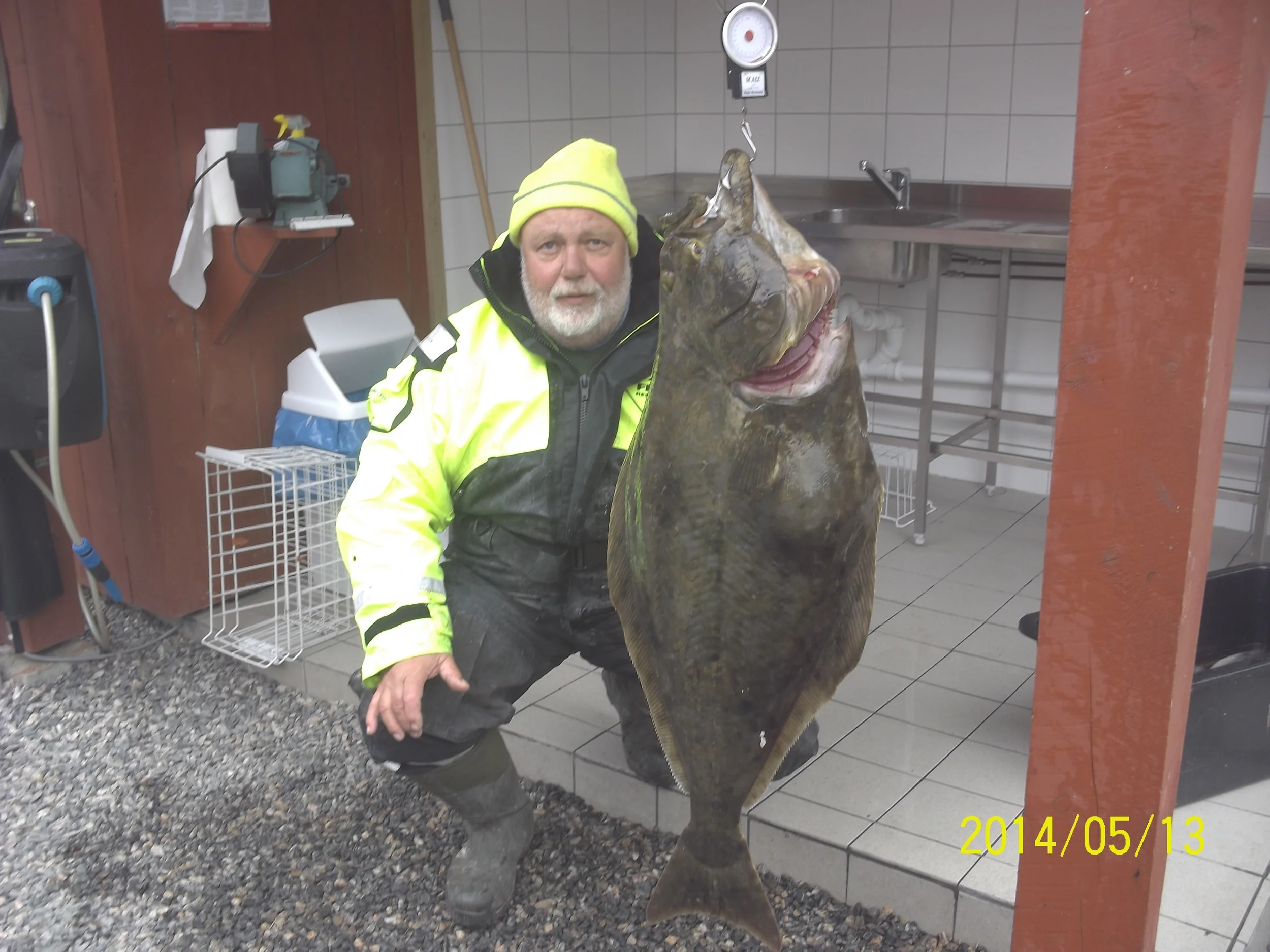 Halibut, Mai 2014 (2).JPG