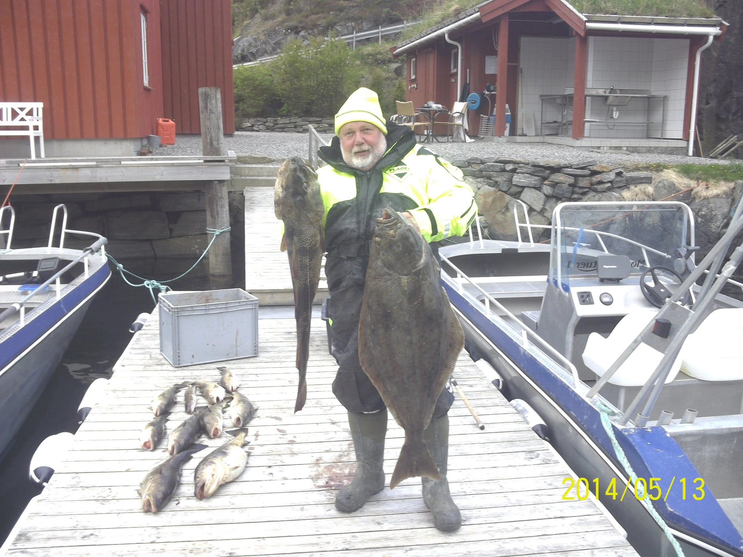 Halibut, Mai 2014.JPG