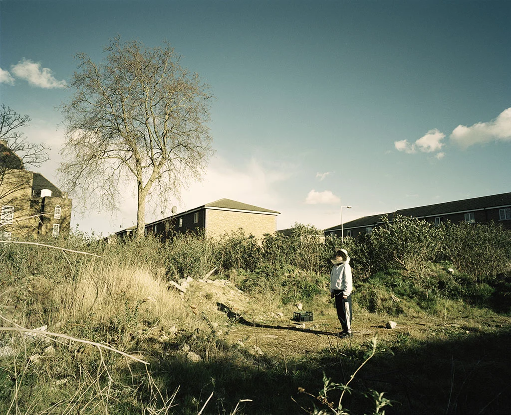 HoneyboyField1.jpg