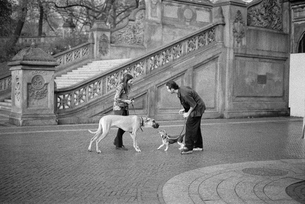 dogs.jpg