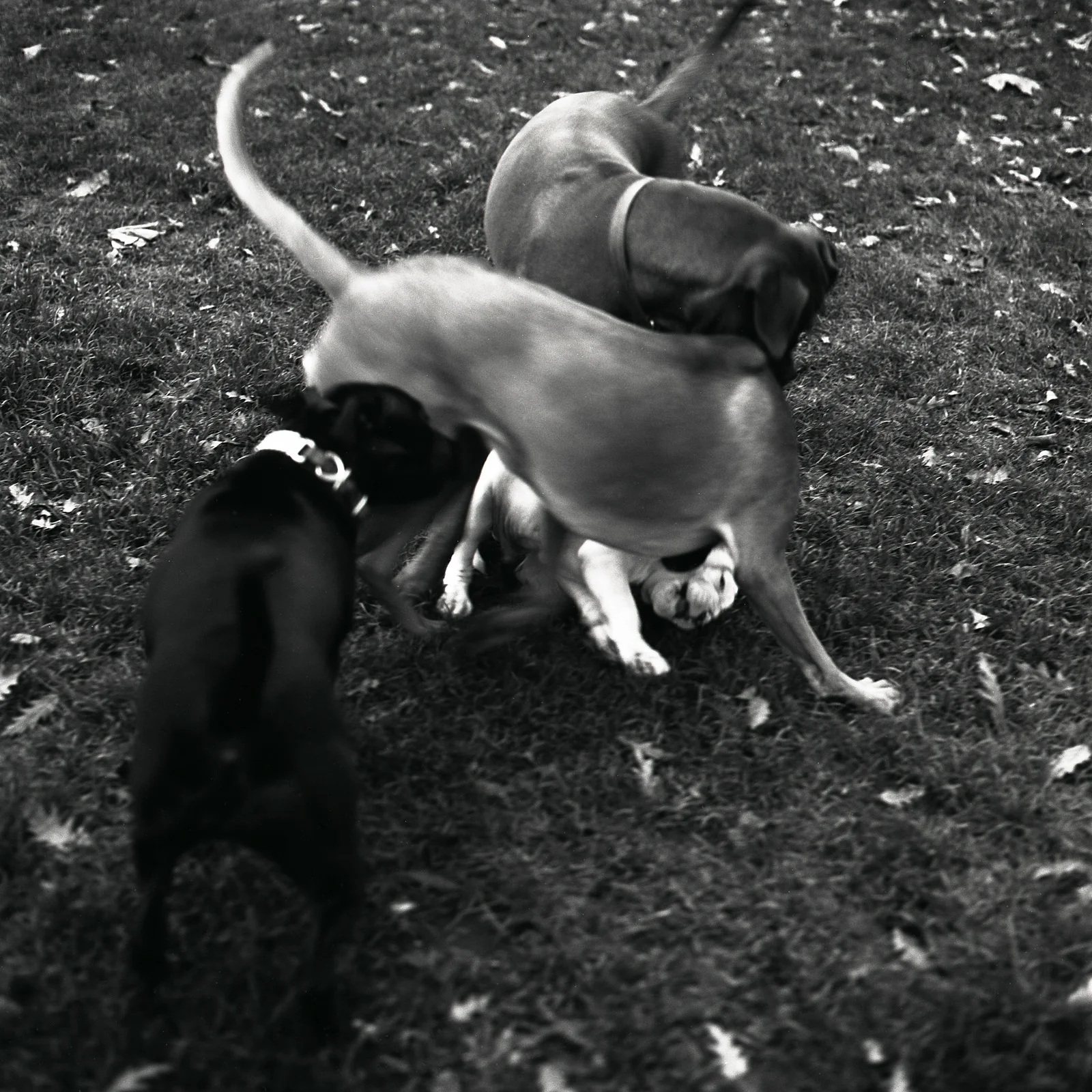 LONDONFIELDS004.jpg