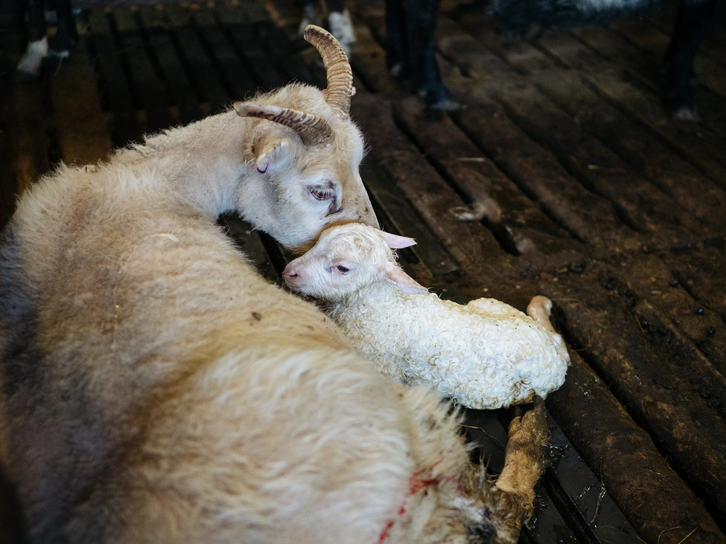 HoltLambing-5191210.jpg
