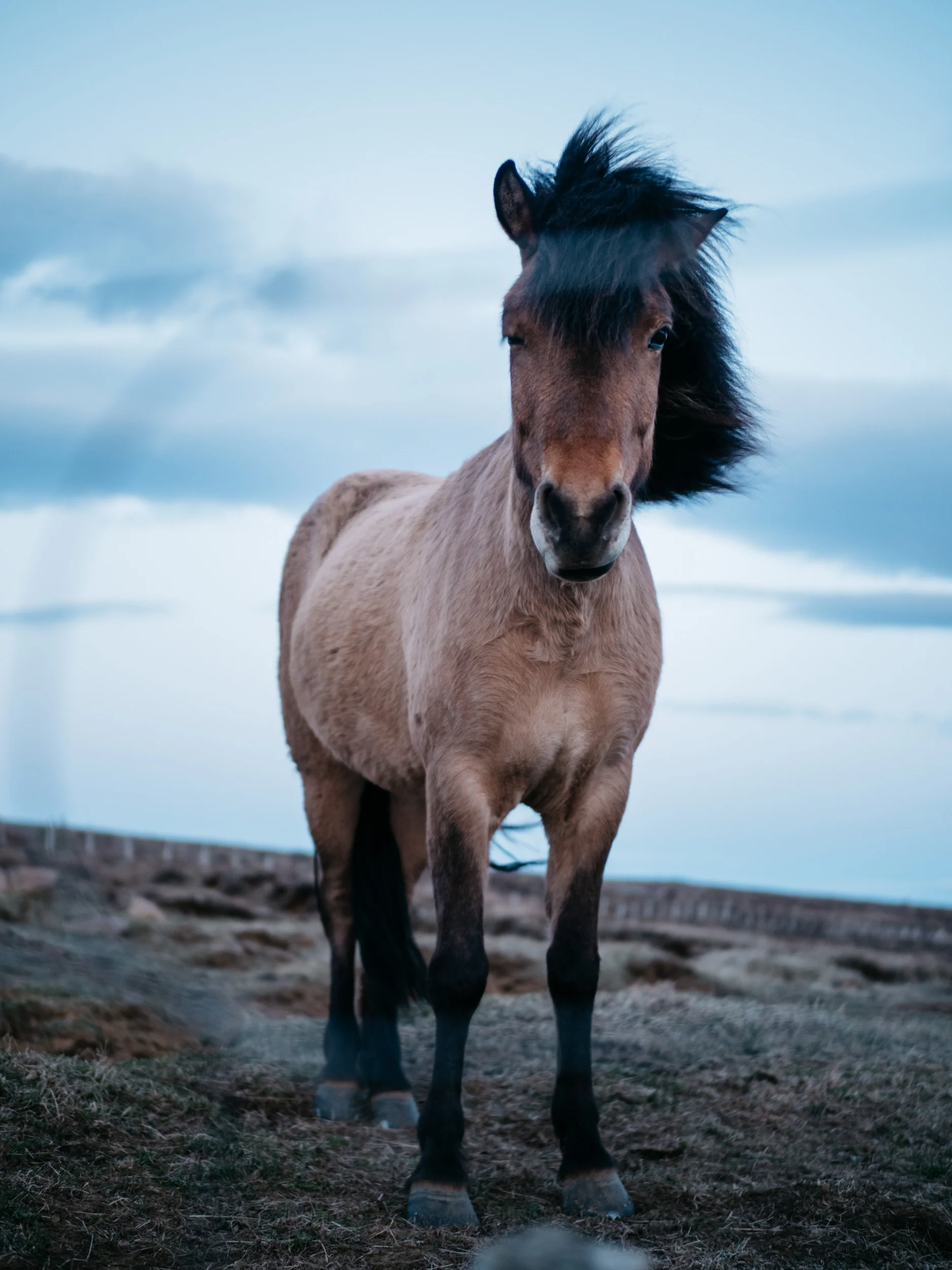 HoltLambing-5221435.jpg