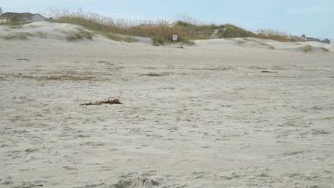 To Be in Tybee GIF Weston Runs.gif