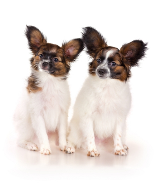 PUPPIES 2 copy.jpg