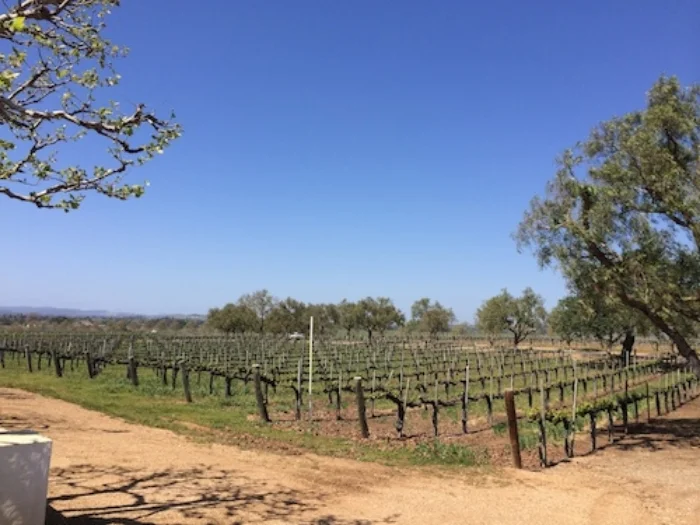 vineyard2.jpg