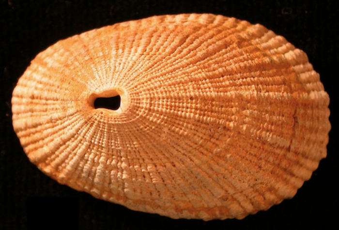 limpet.png
