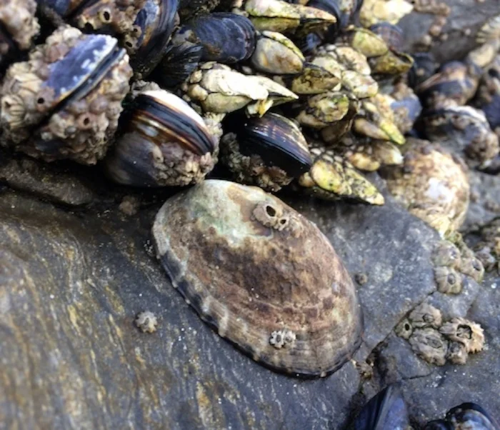 limpet.jpg
