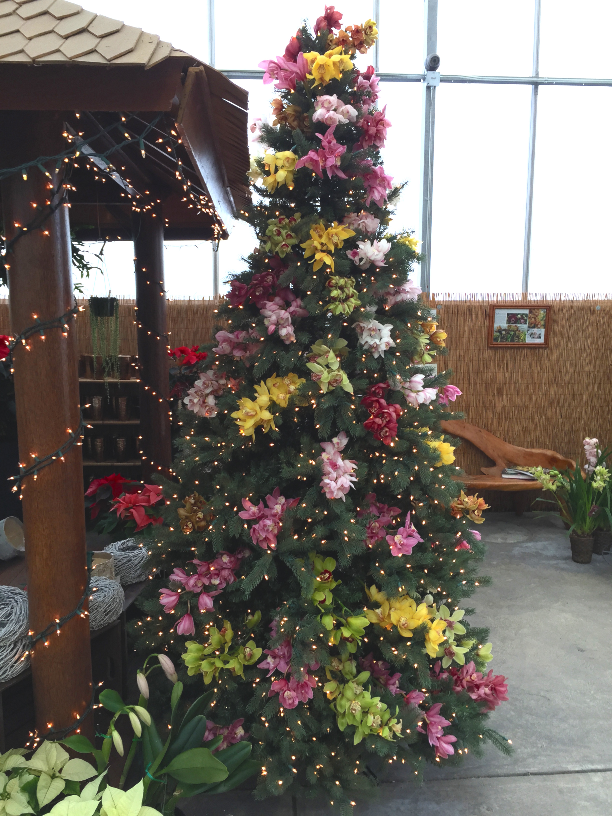 orchid tree.jpg