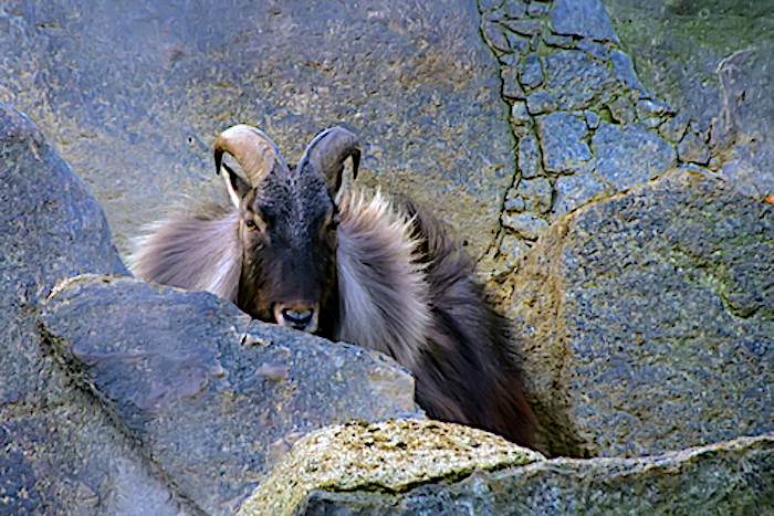 Himalayan Tahr Goat
