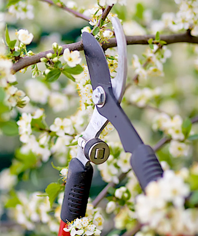 pruning.jpg