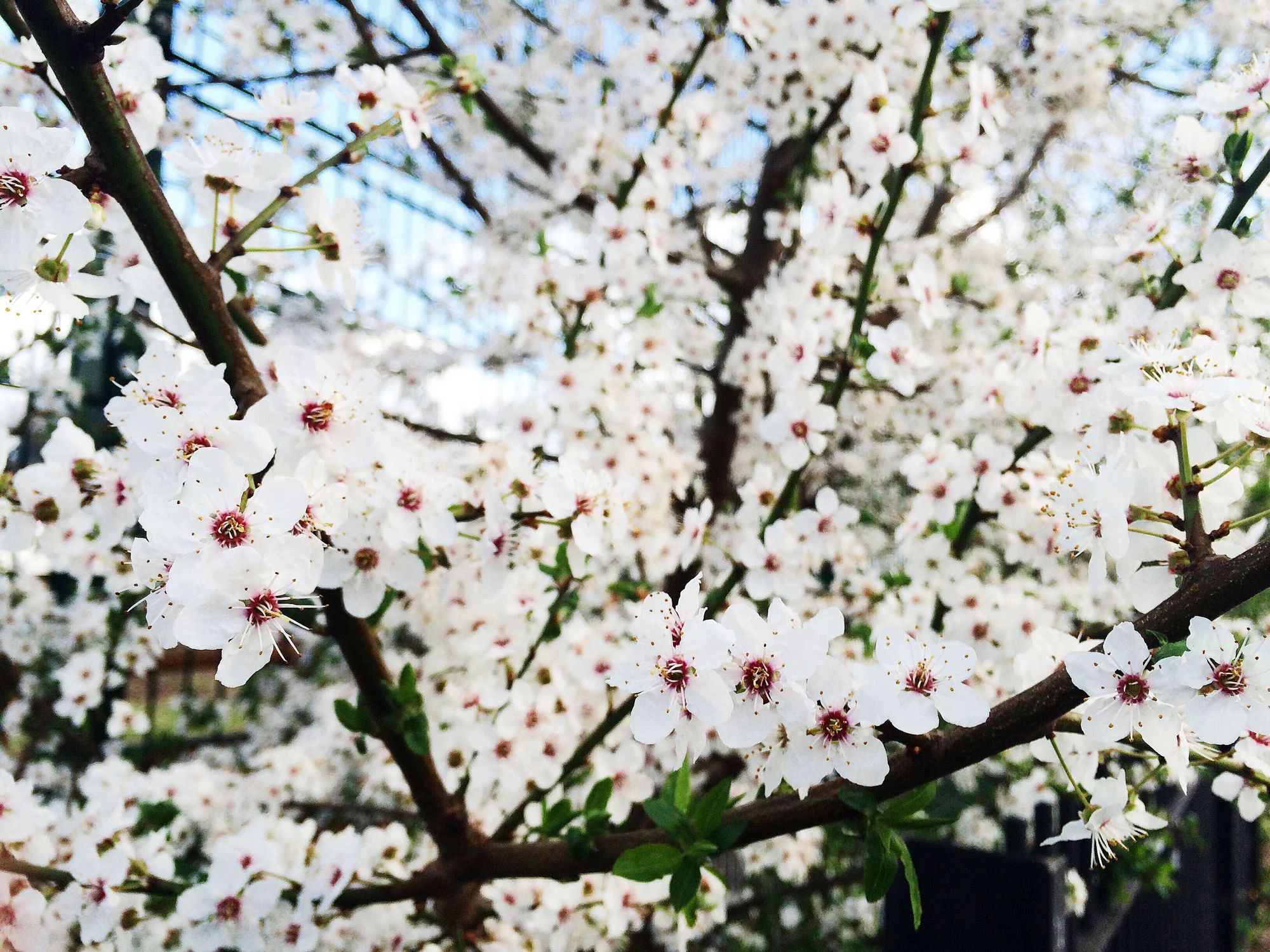 White flowers, London - 2016