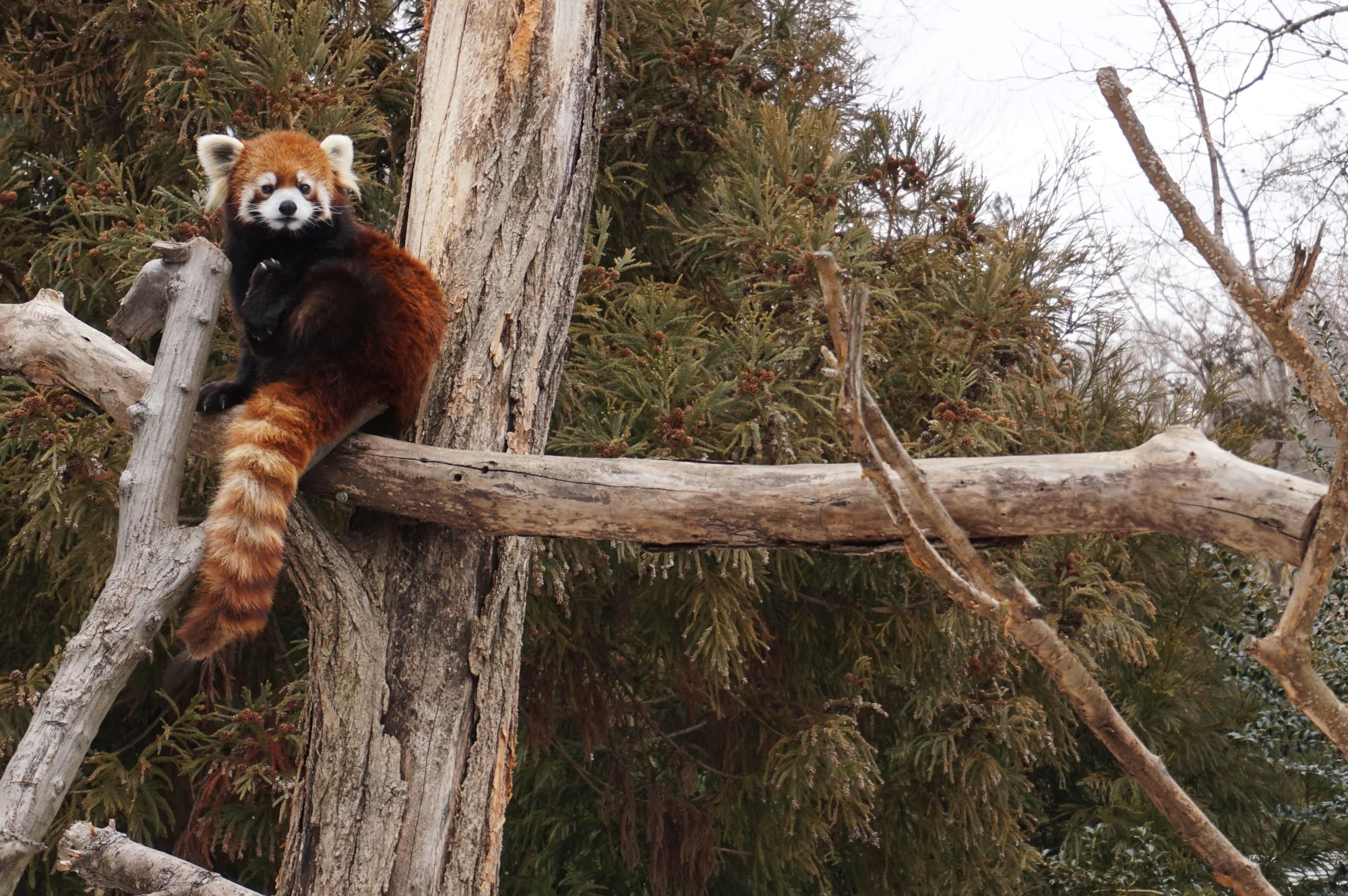 Red Panda, New York - 2015