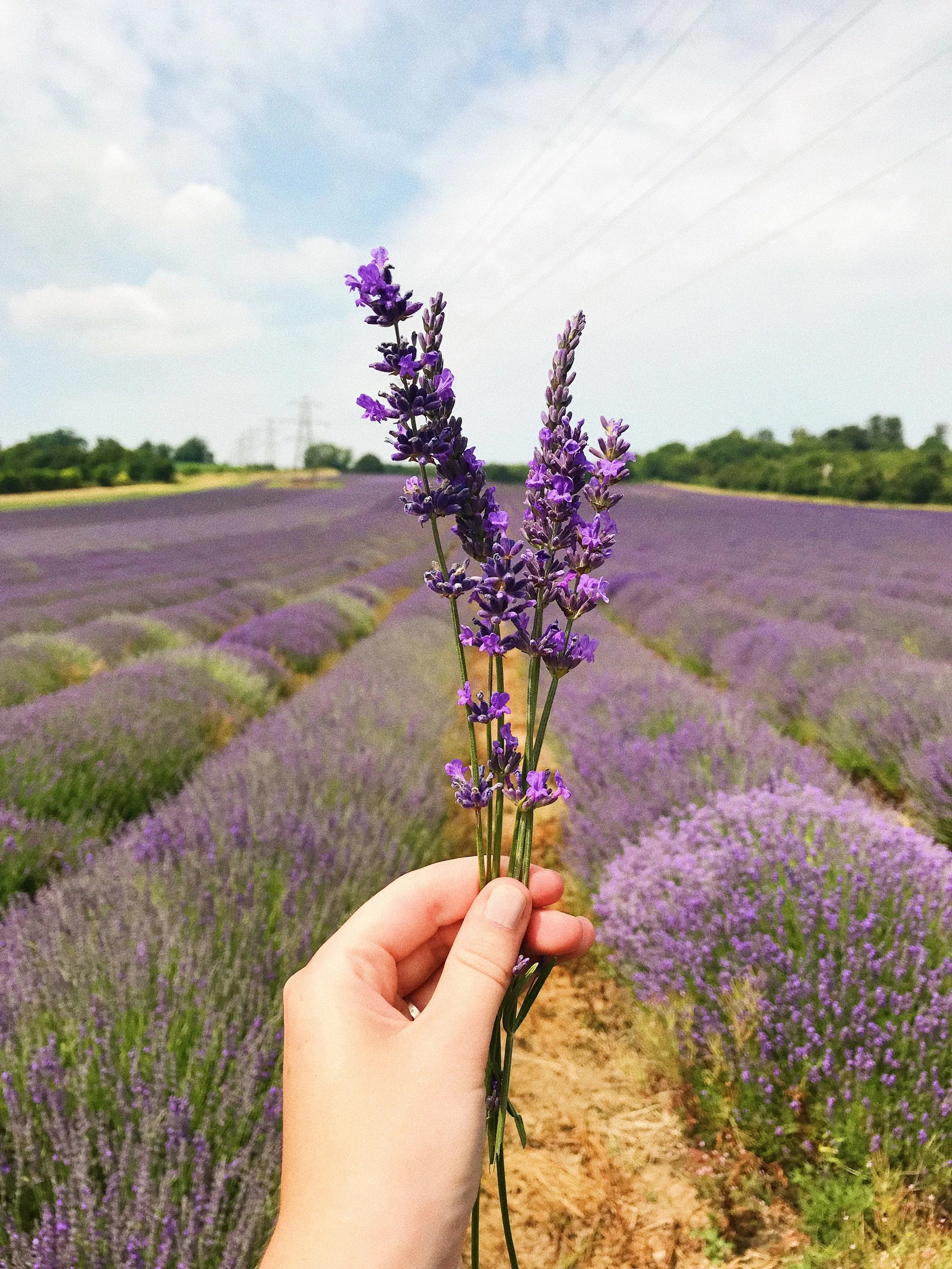 The Hop Shop Lavendel Farm, United Kingdom - 2018