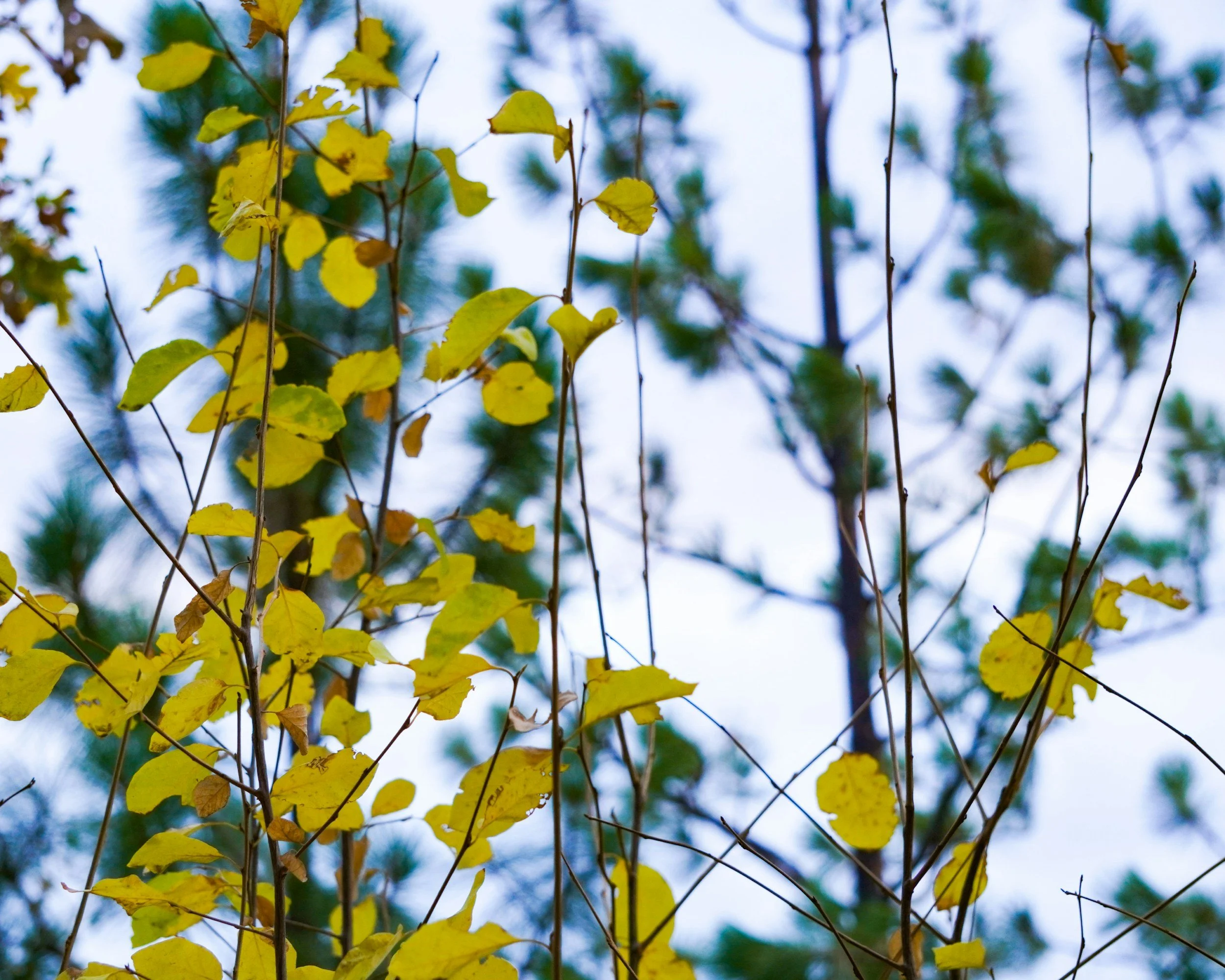 Beyond the "Strong One" Narrative: Racial Identity and the Weight of Systemic Stress