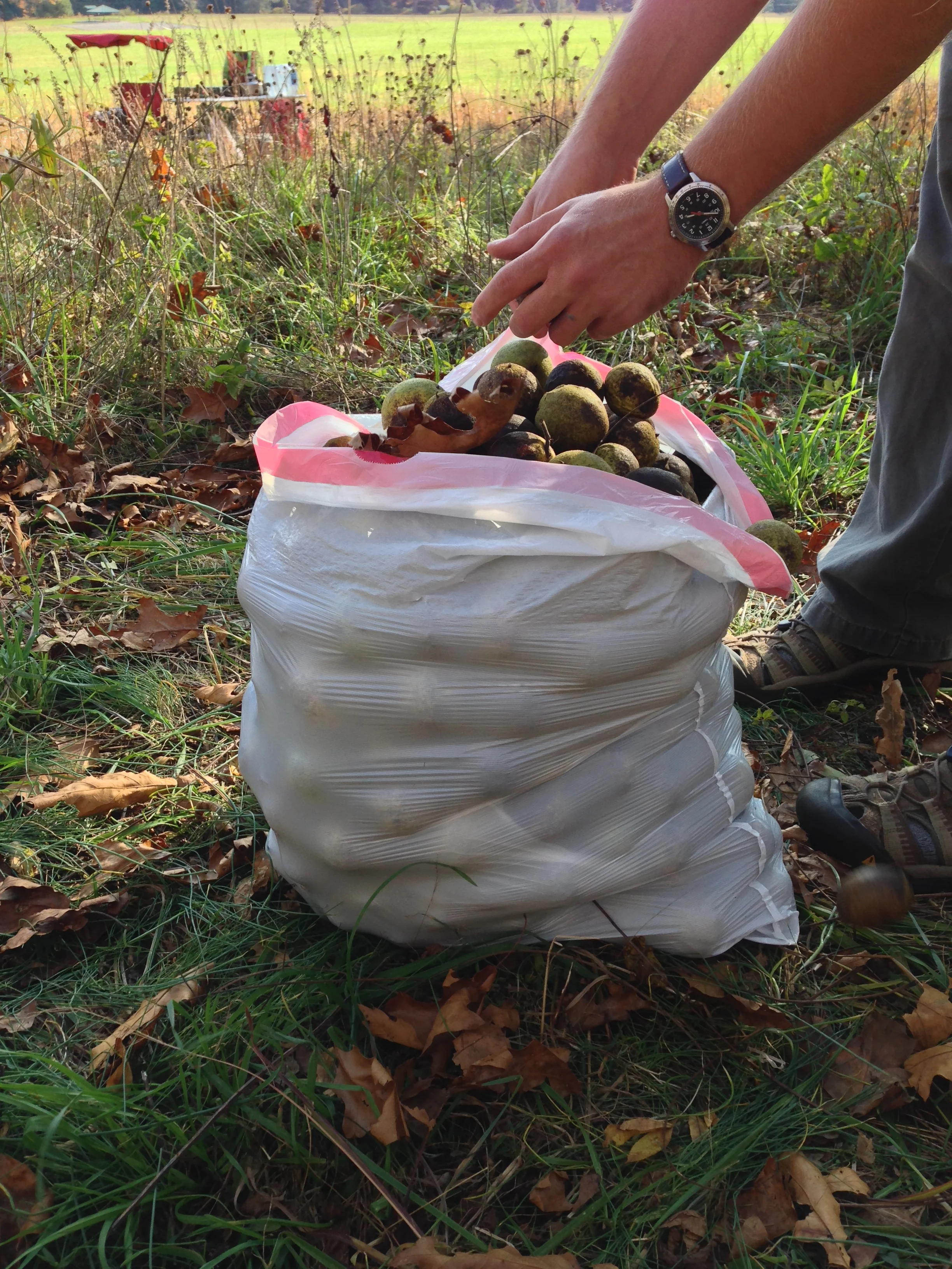 Black Walnut Harvest