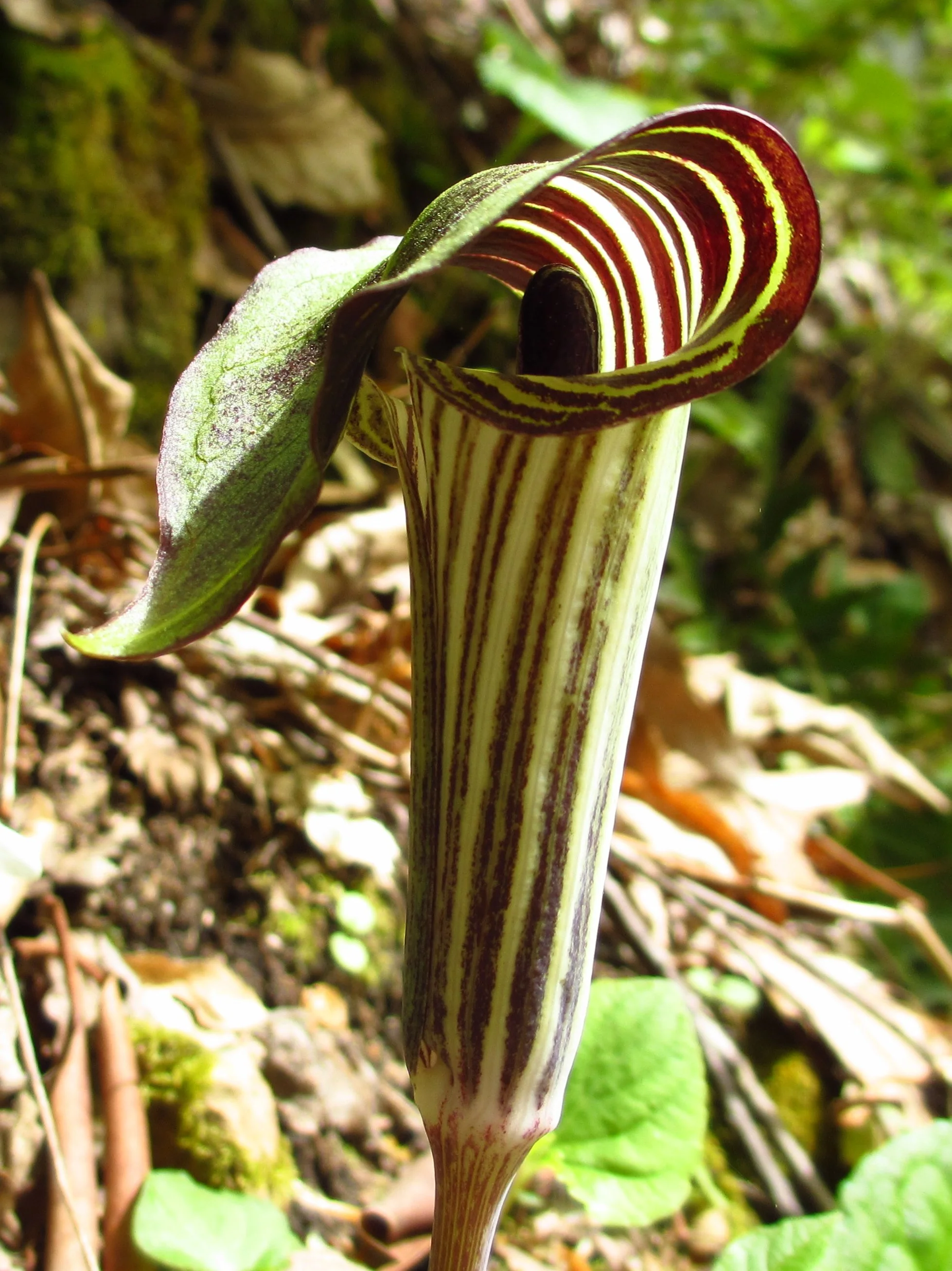 Jack-in-the-pulpit
