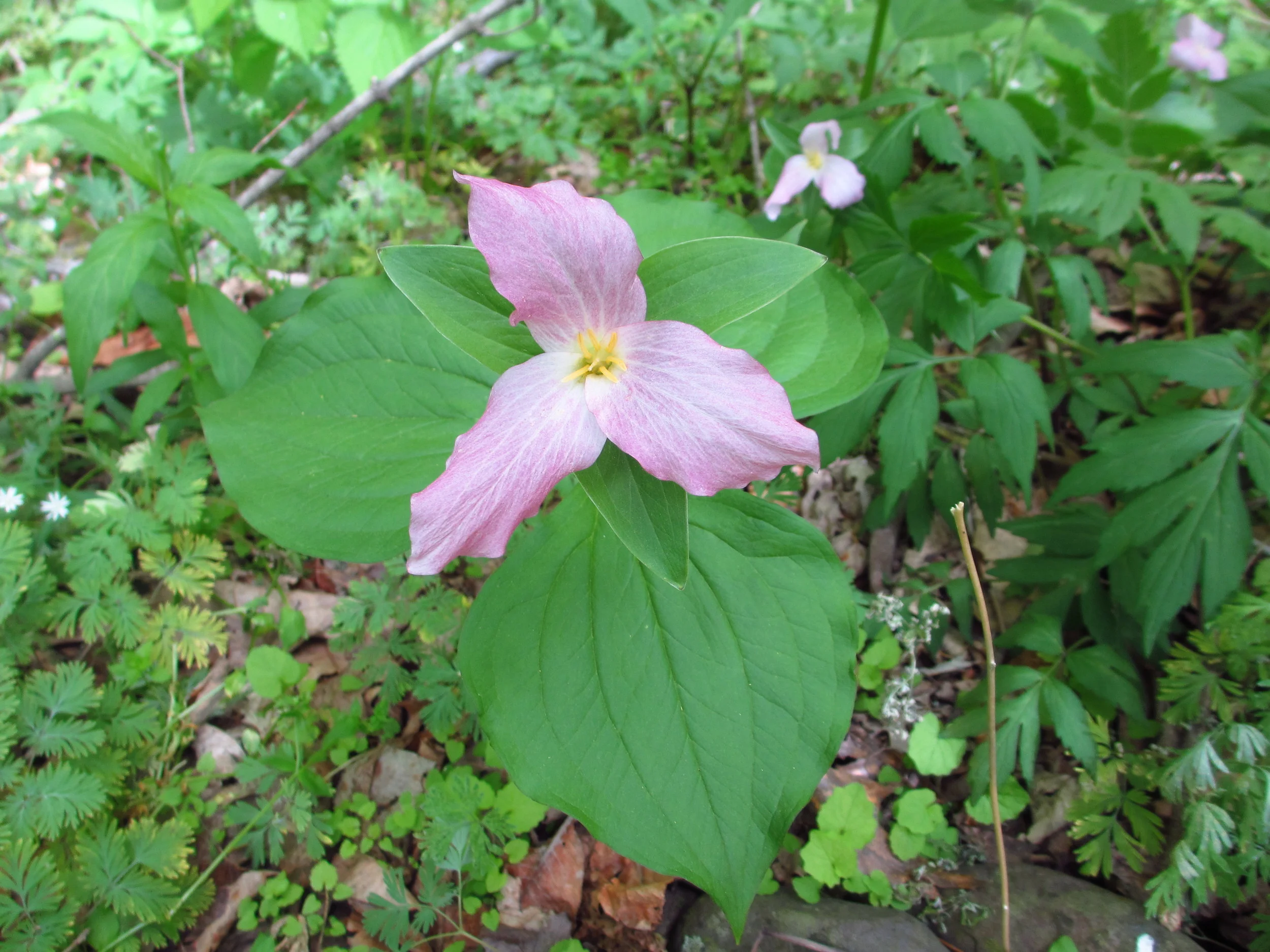  Contributed by David Klorig 