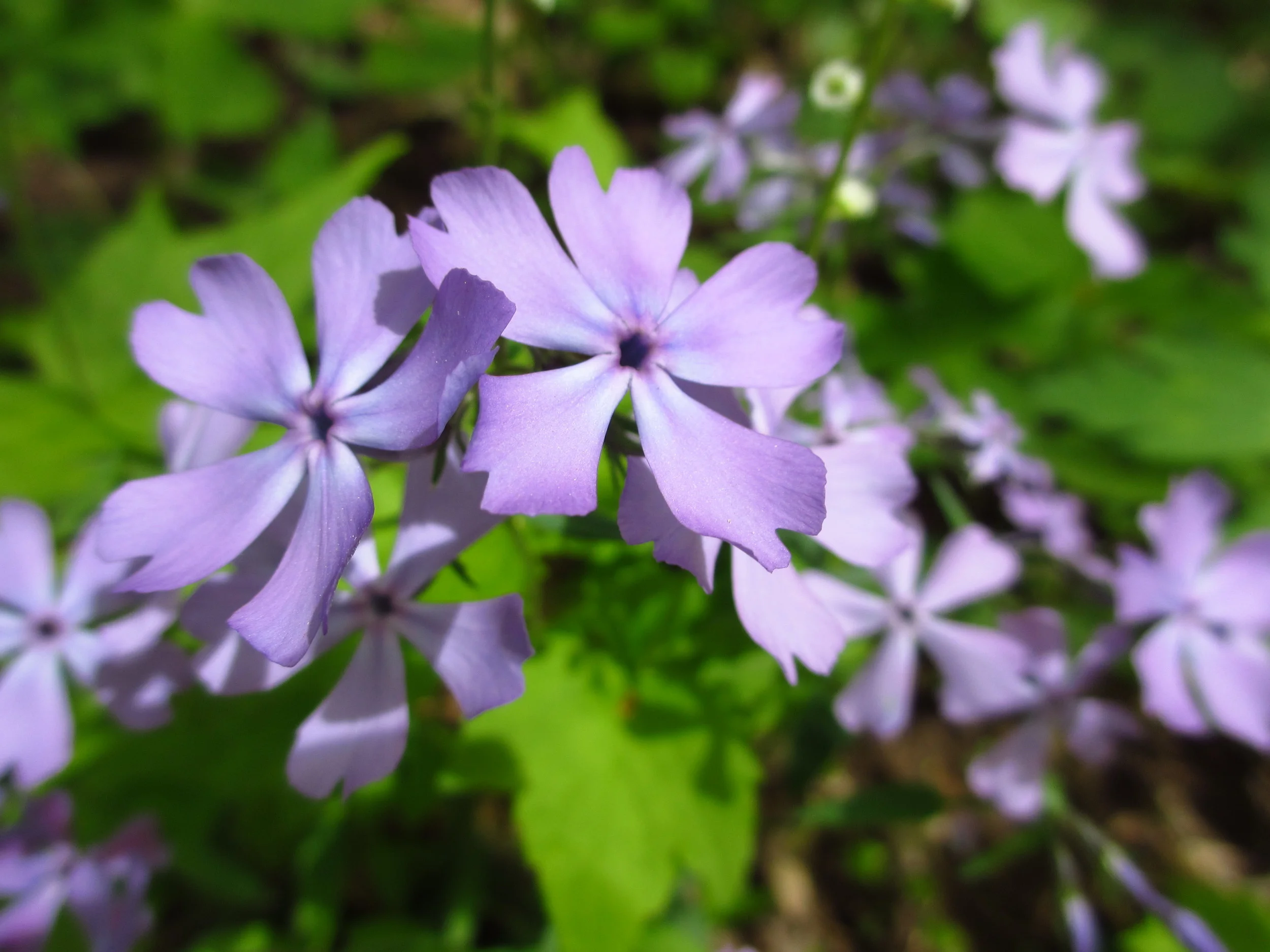  Contributed by David Klorig 