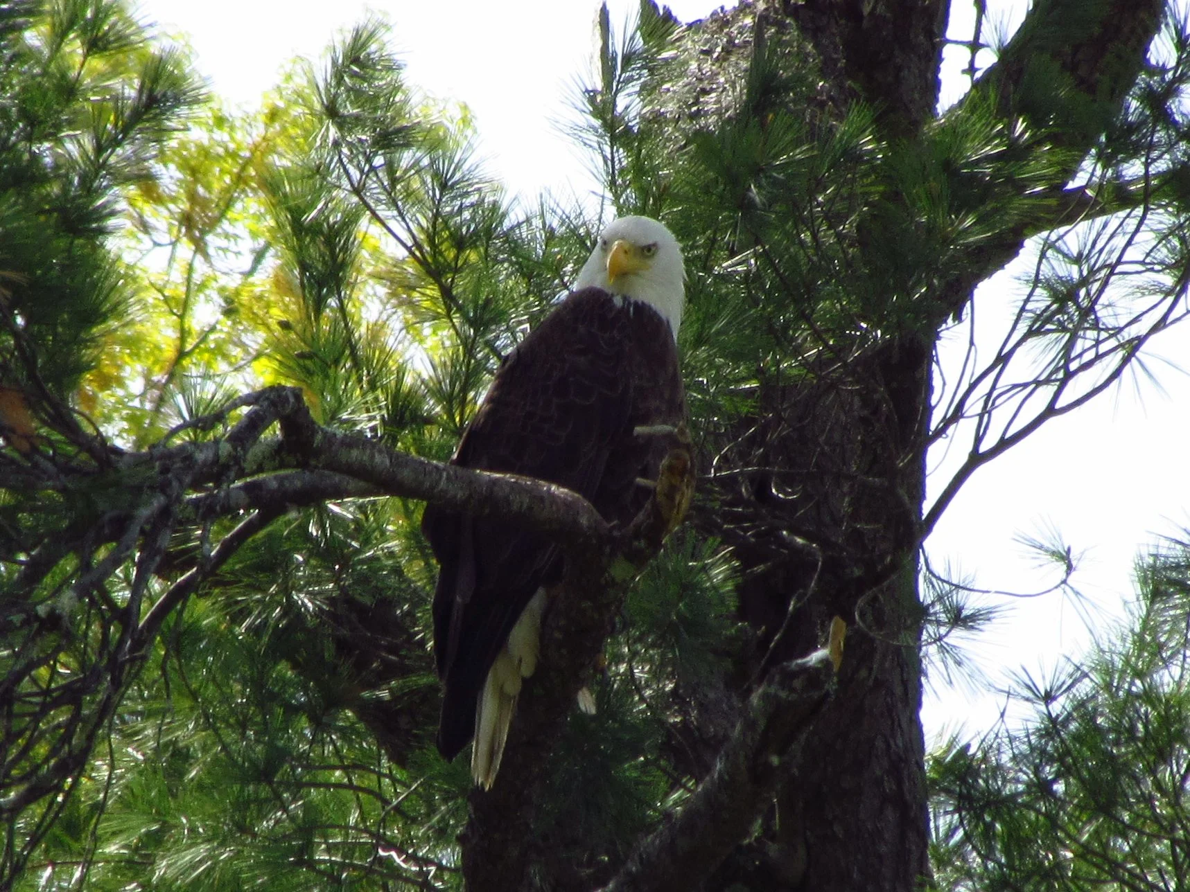Bald Eagle Near Pavilion