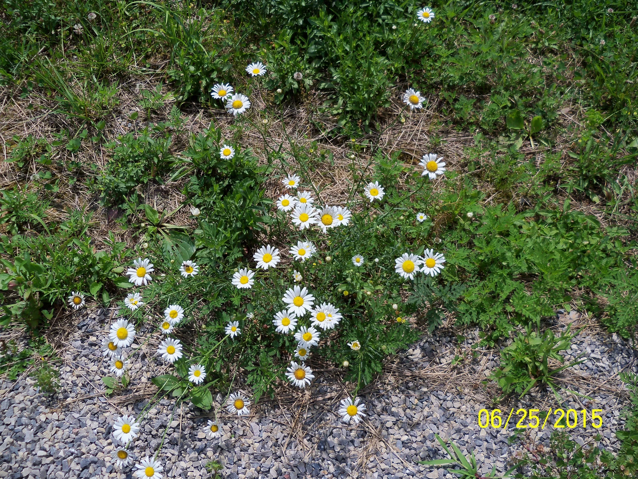 100_1180.JPG