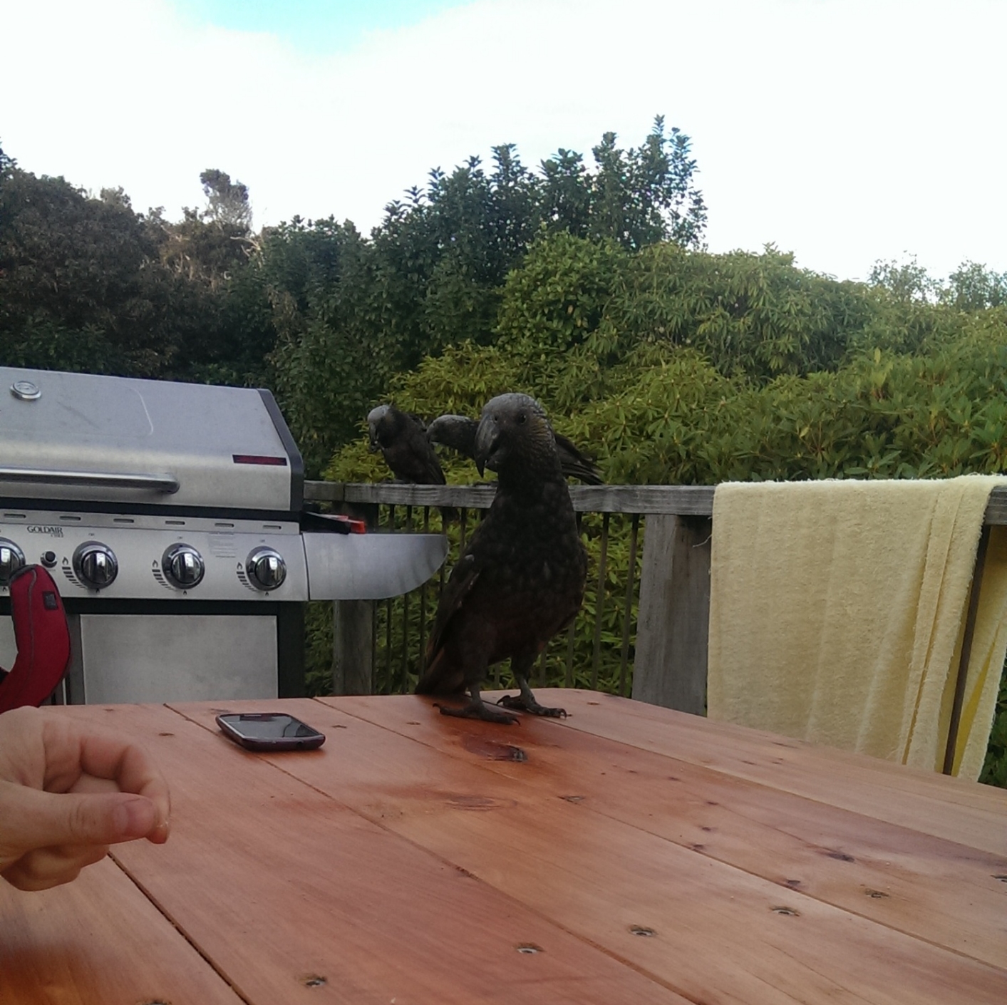 IMAG0585.jpg