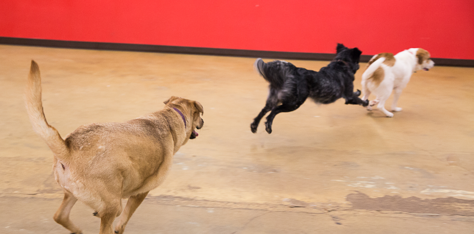   Keep Austin Waggin'!   We're a luxury boarding and doggie daycare located in the coolest city on the map. 