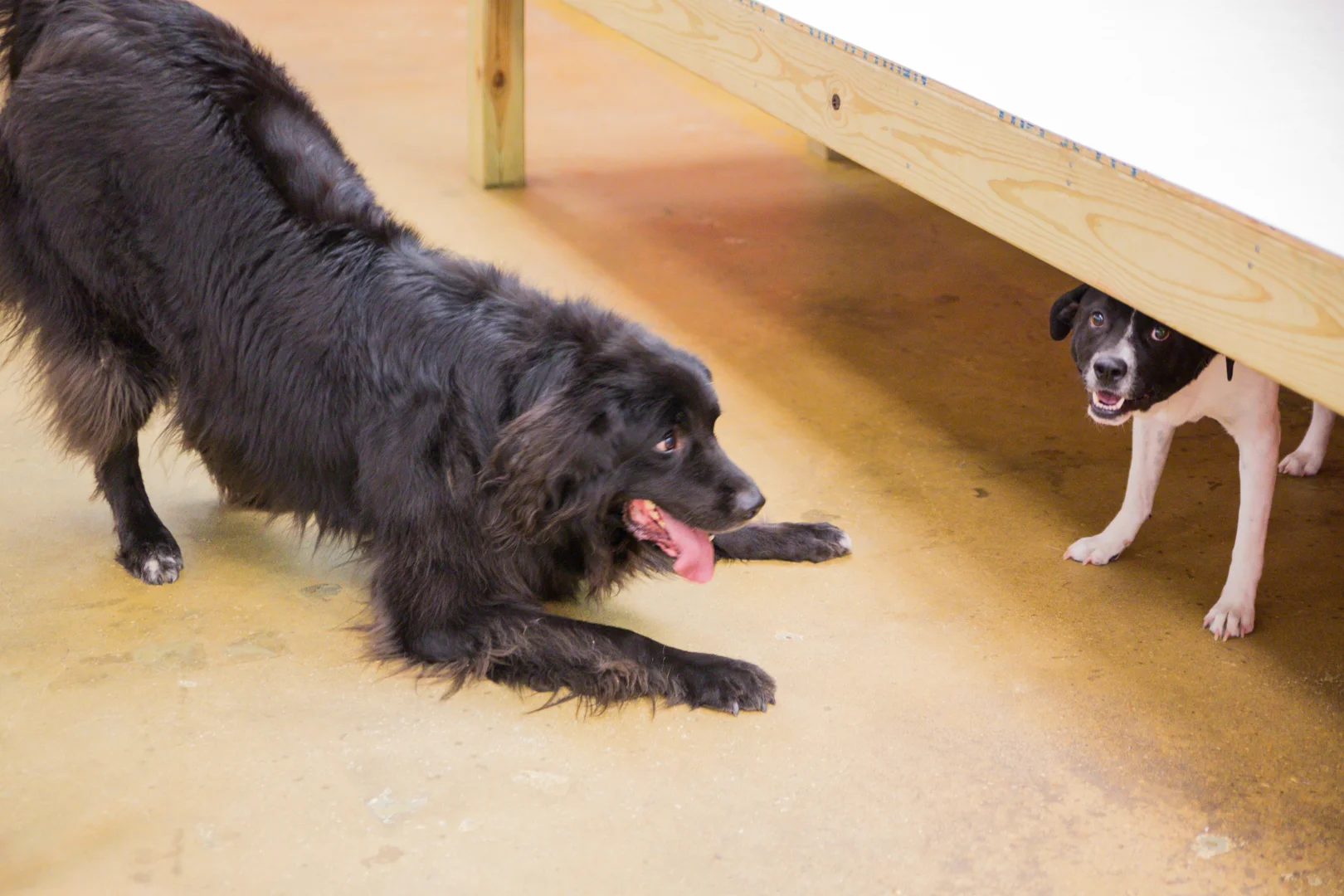 Dog Daycare Austin Pup Culture - 6B4A2854