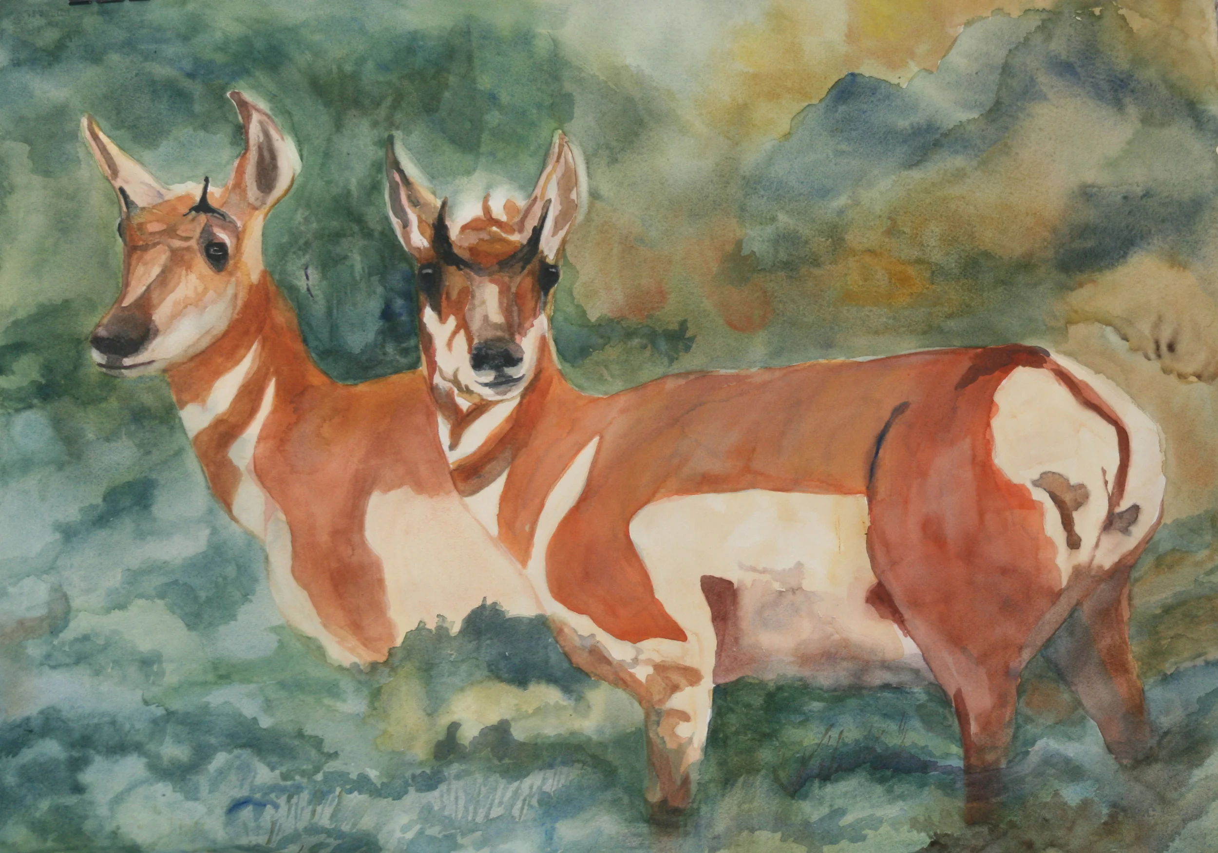 Prong Horn Antelopes (A painting from the Safari) 