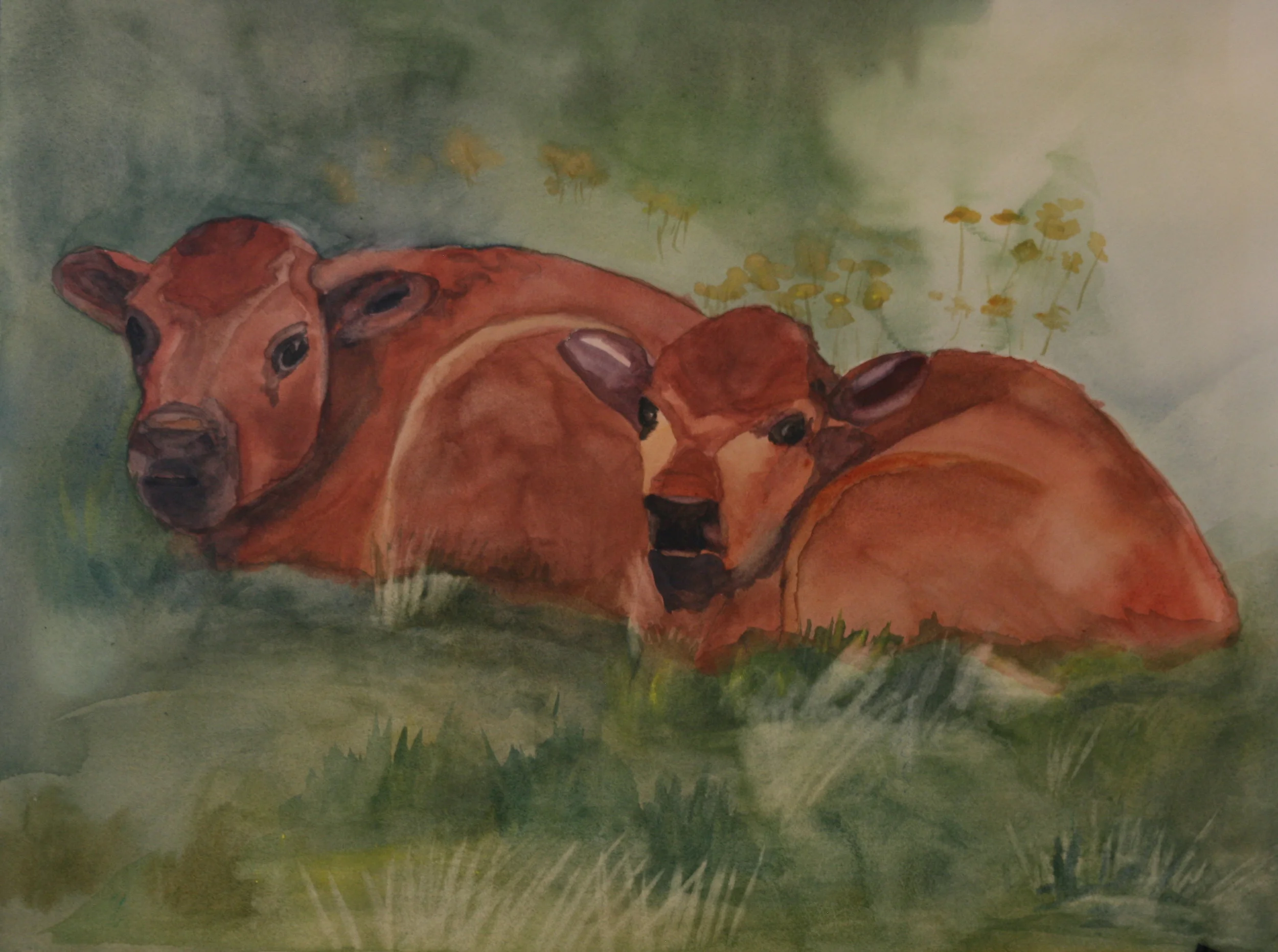 Red Dogs (Bison Babies)